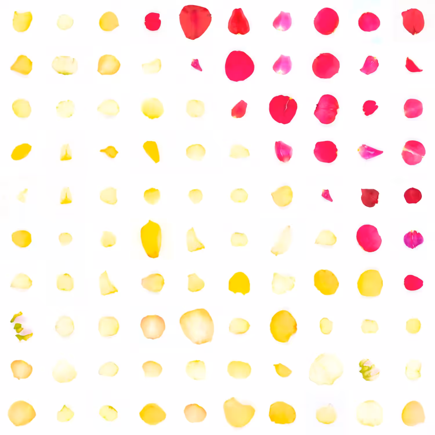 Infinite Petals 10x10#10070