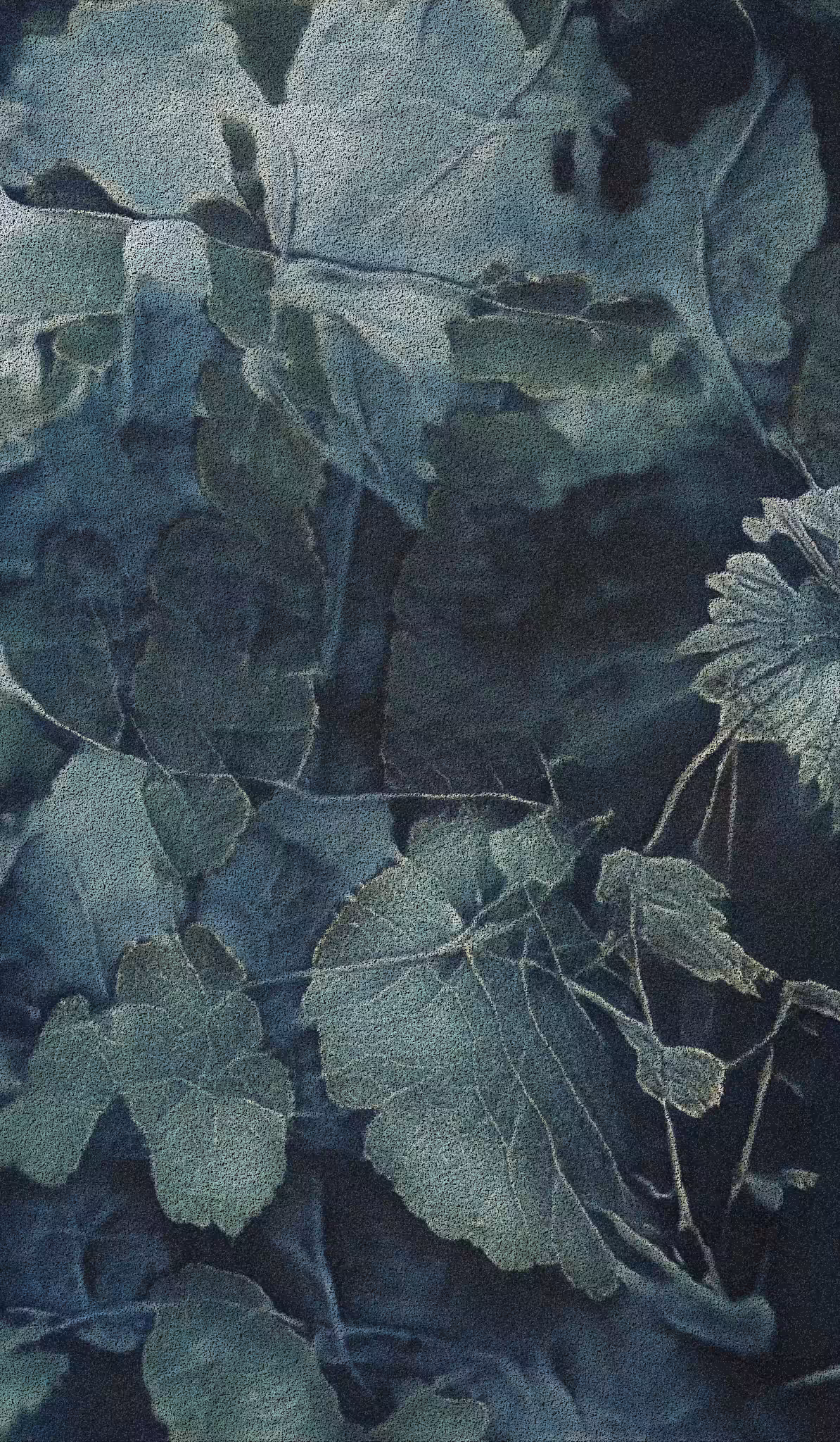 APPARATUS-VITIS: Apparatus Vitis #30