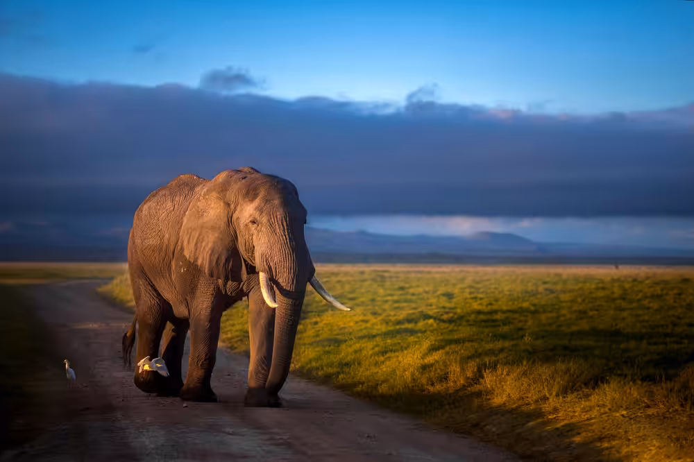 Gentle Giant