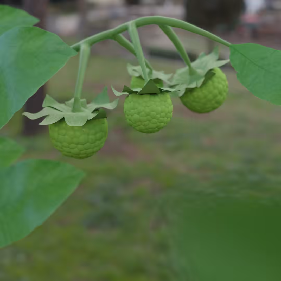 Growing BlackBerry 