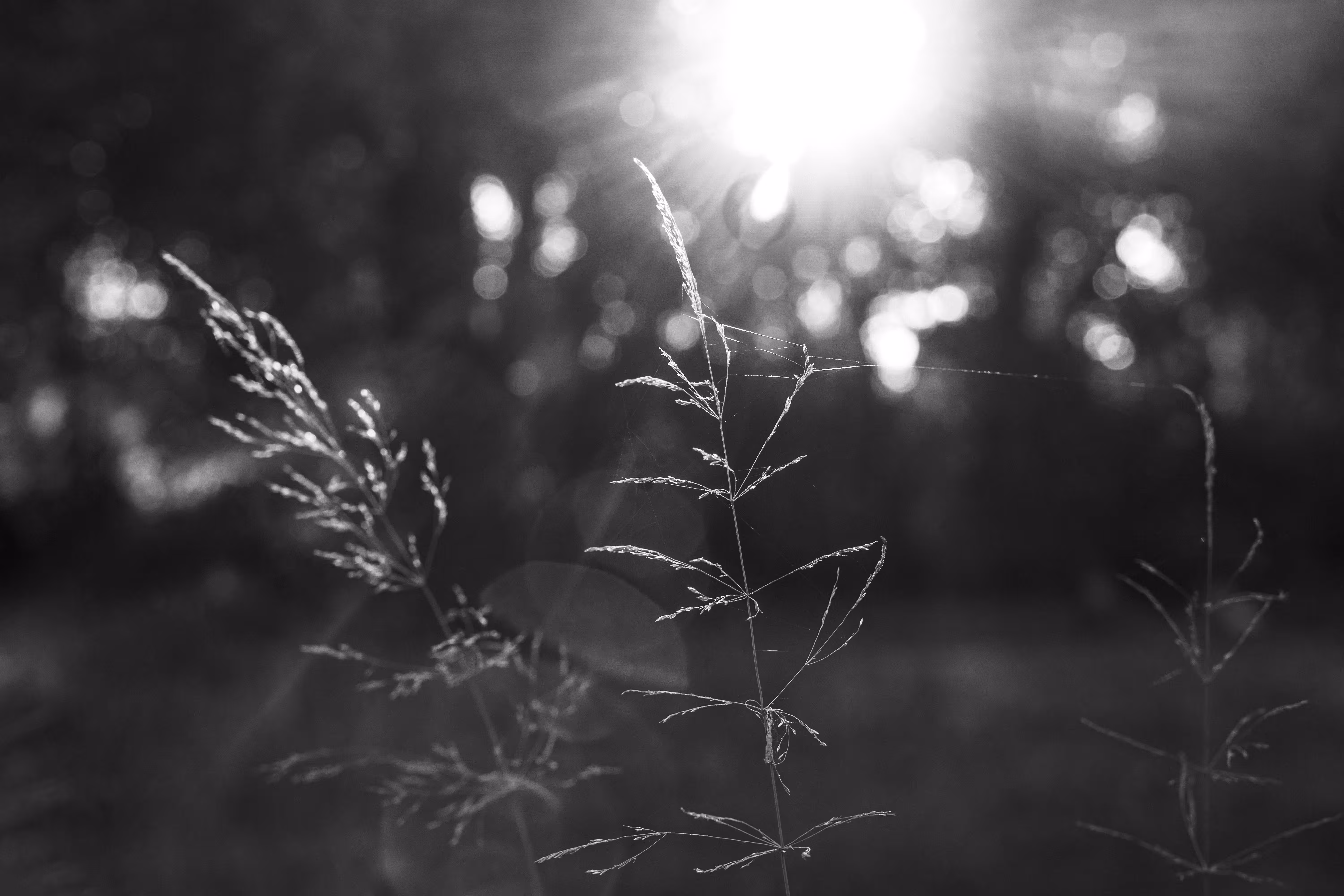 Symphony of Nature