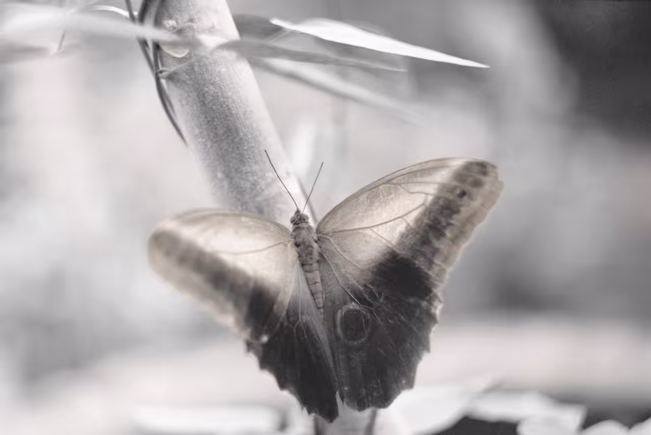 Silence opens the eye sockets