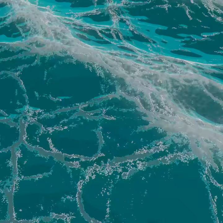 Species in the Waves #Squid