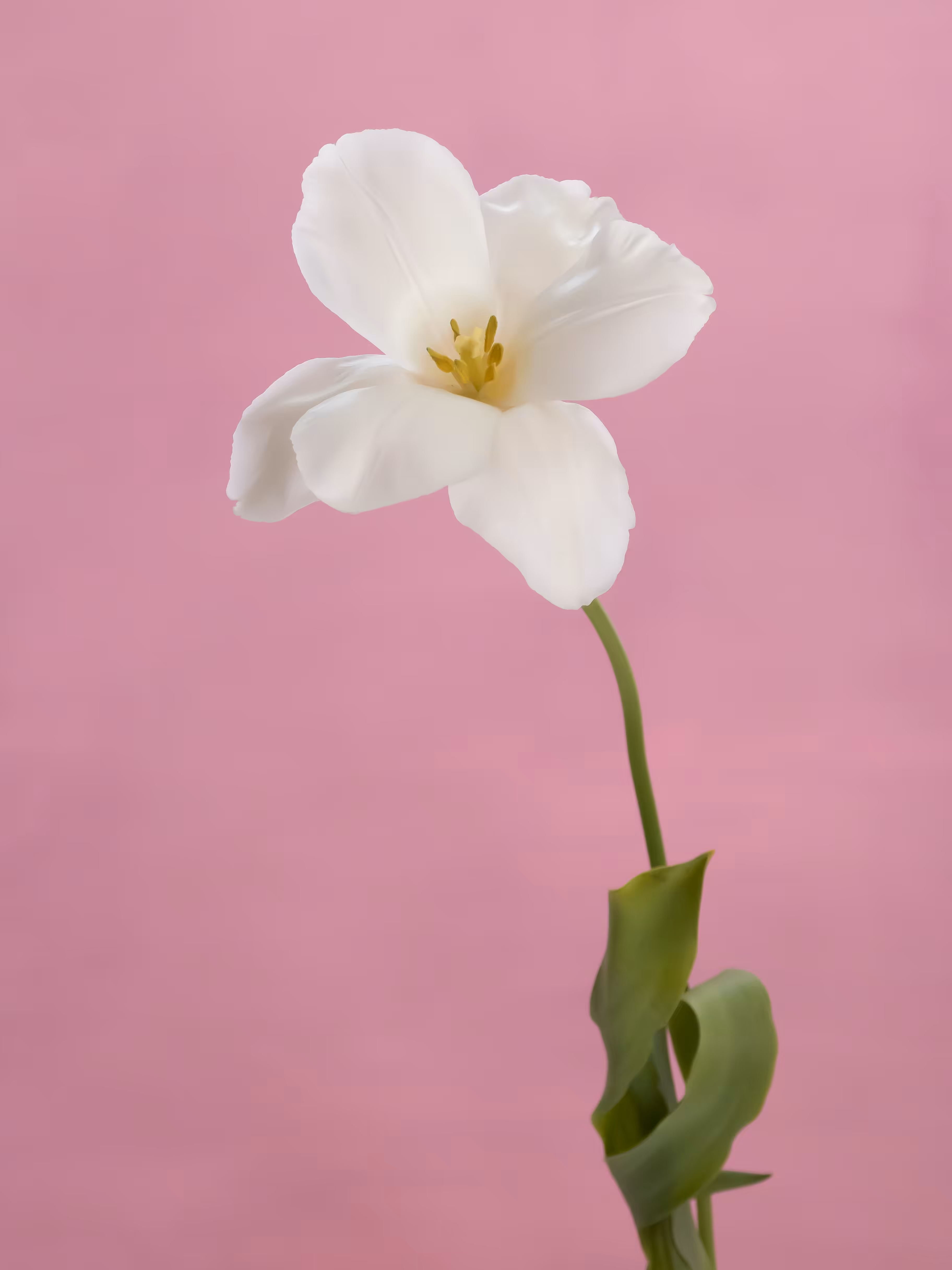 Tulip 1637 [9]