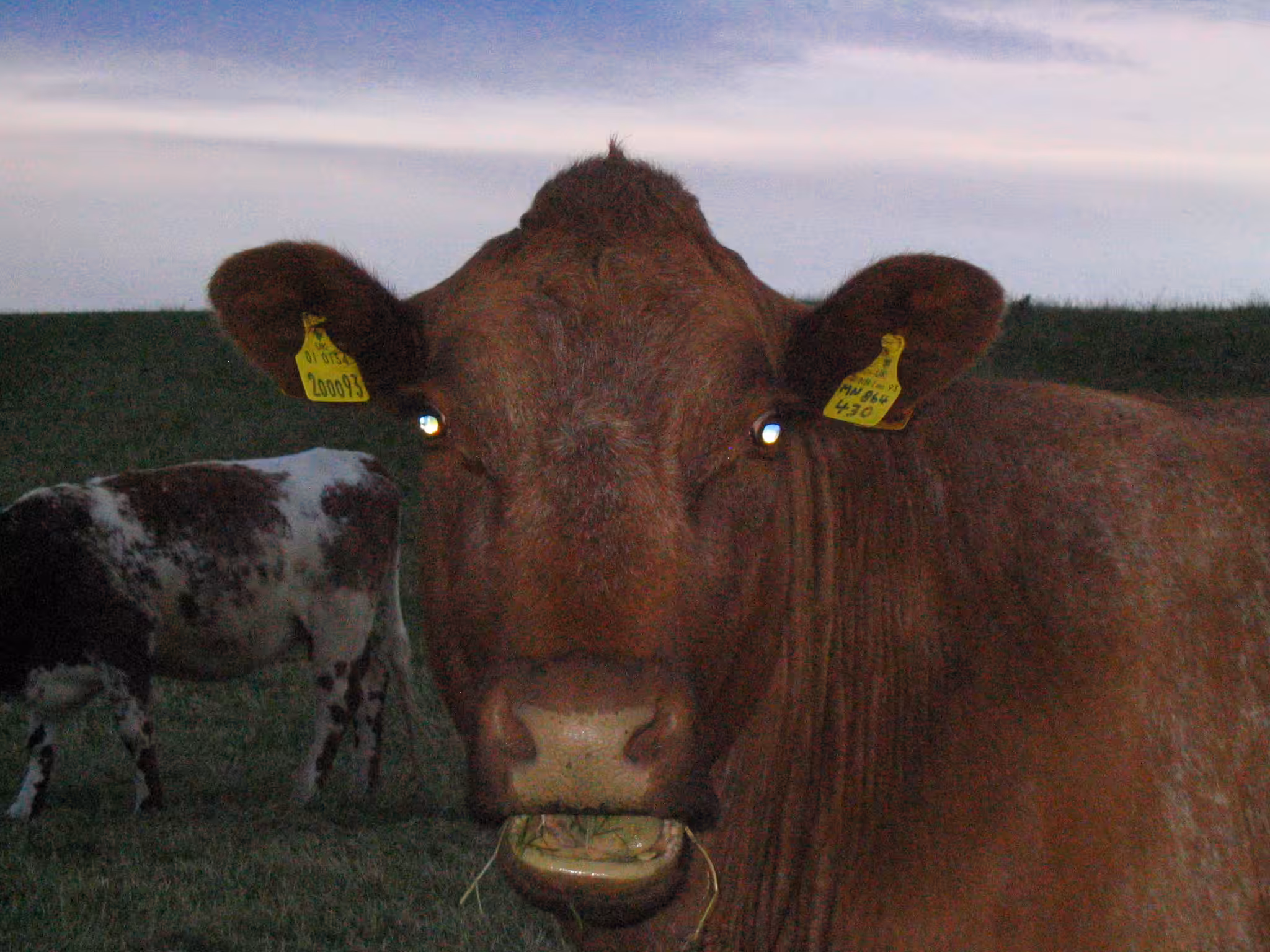 Moo