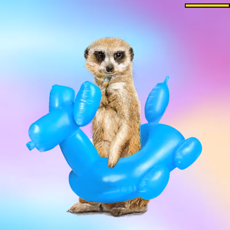 Suricata pool #2