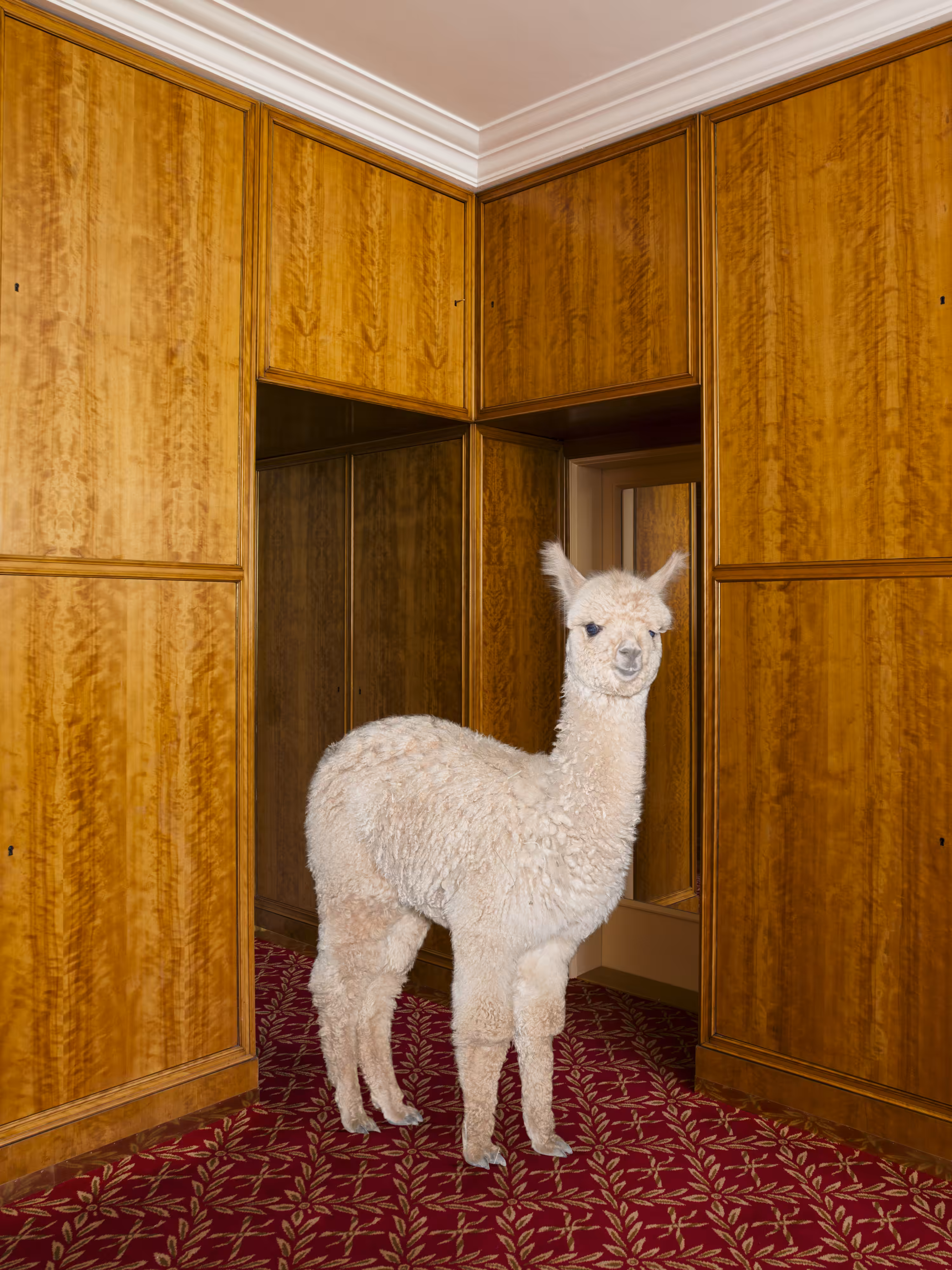 Alpaca #3