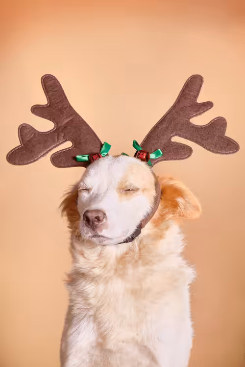 ReinDoggos: Sebie