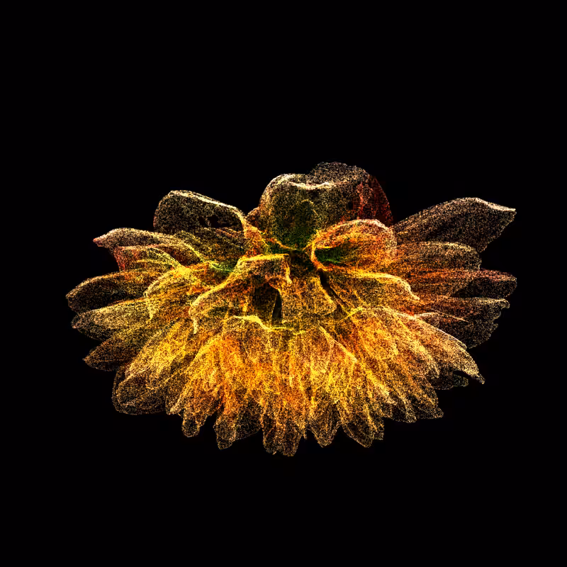 Dahlia Pinnata 30 #289