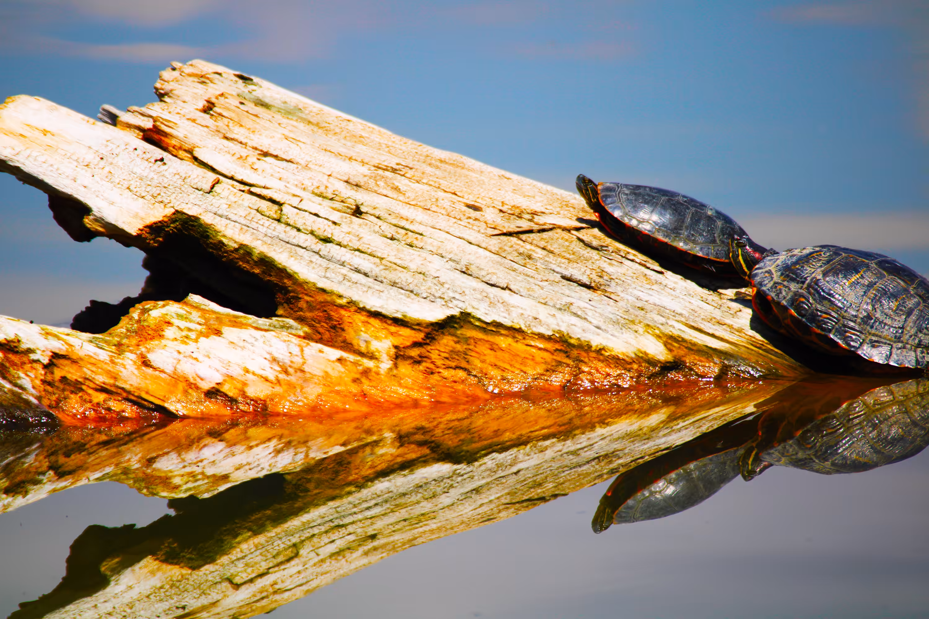 Turtle Power