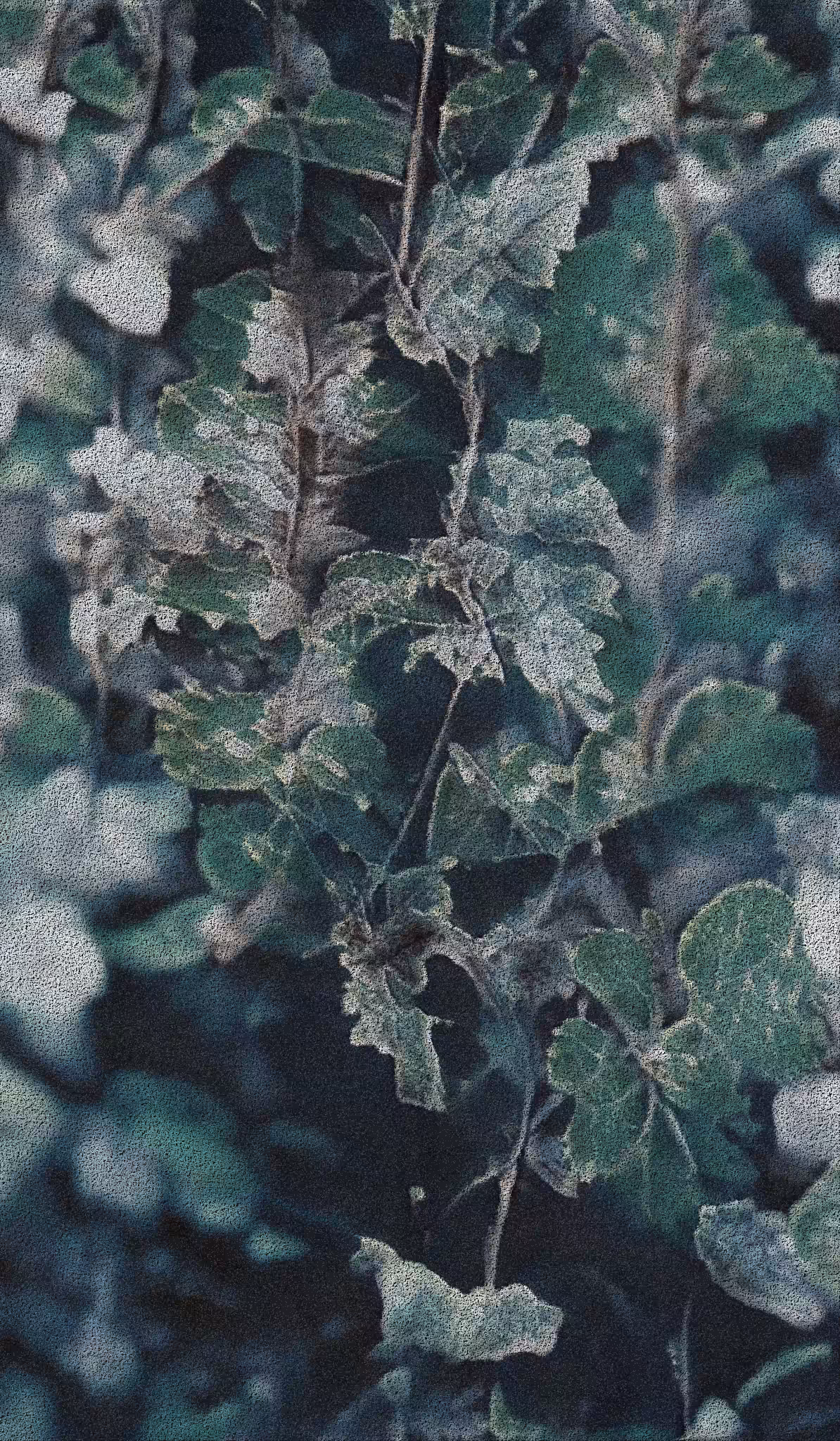 APPARATUS-VITIS: Apparatus Vitis #43