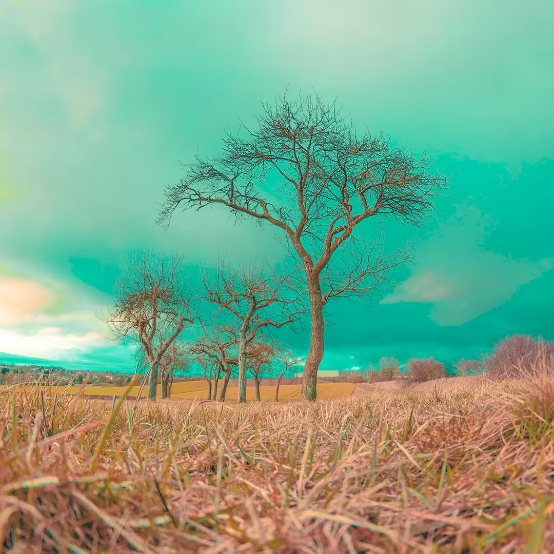 Tree X A-578051169🌳Tree Saga I