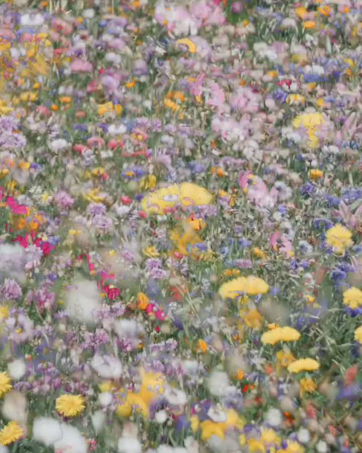Flower Dance