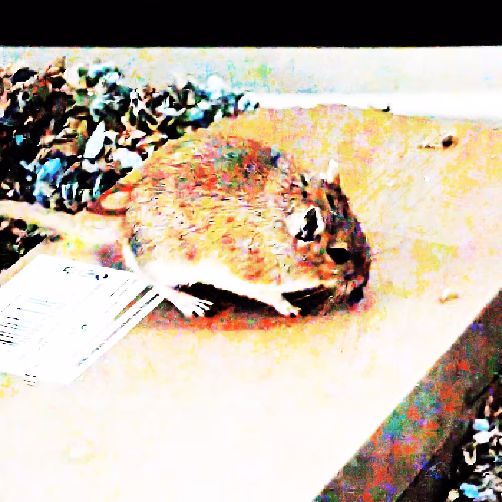 Mouse, my gerbil