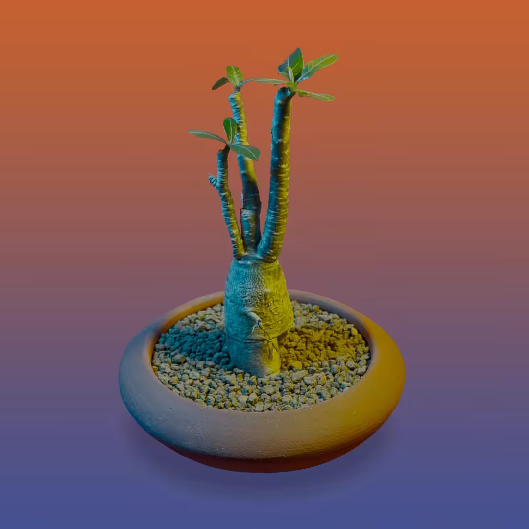 Adenium obesum