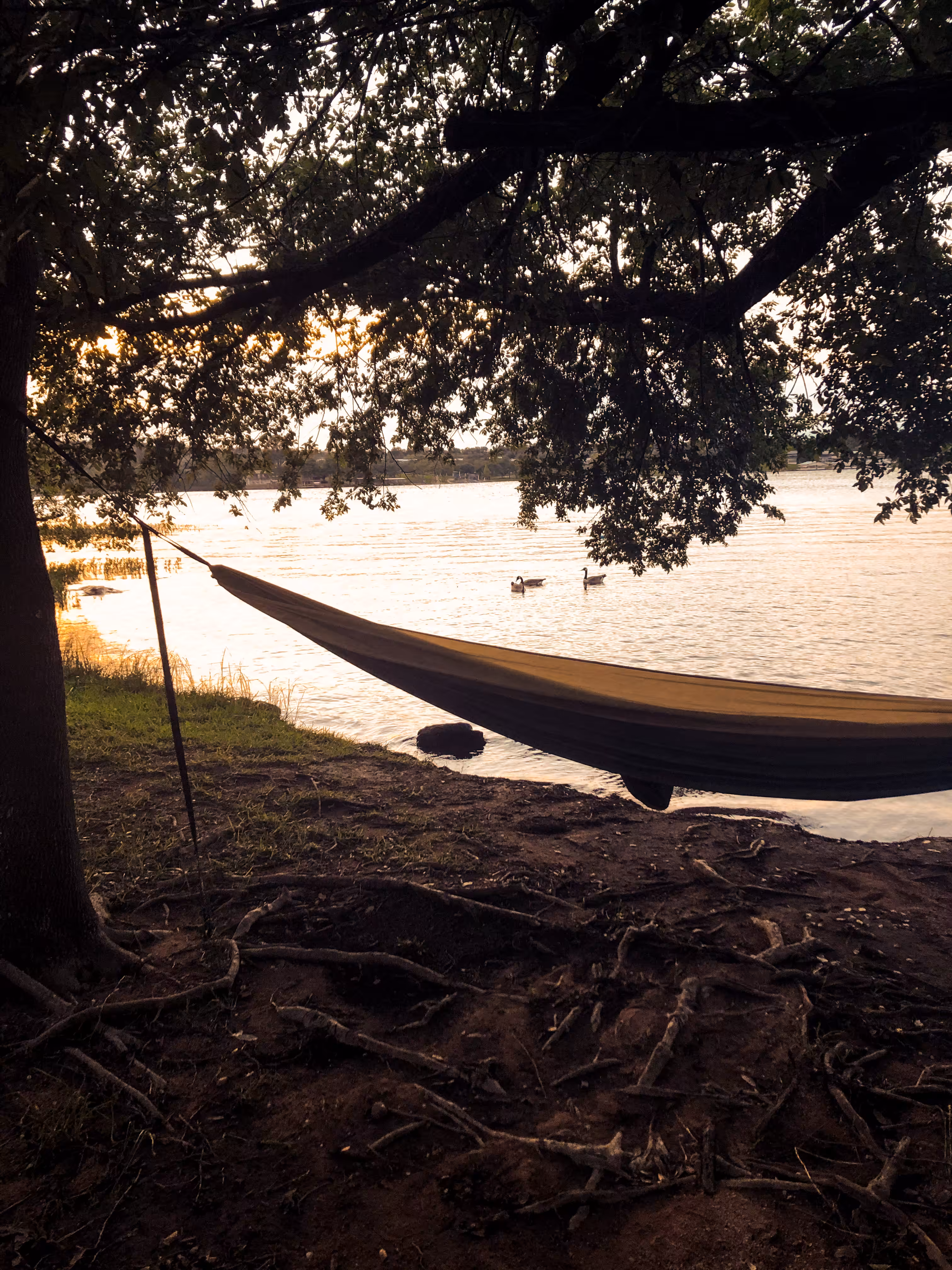hammock