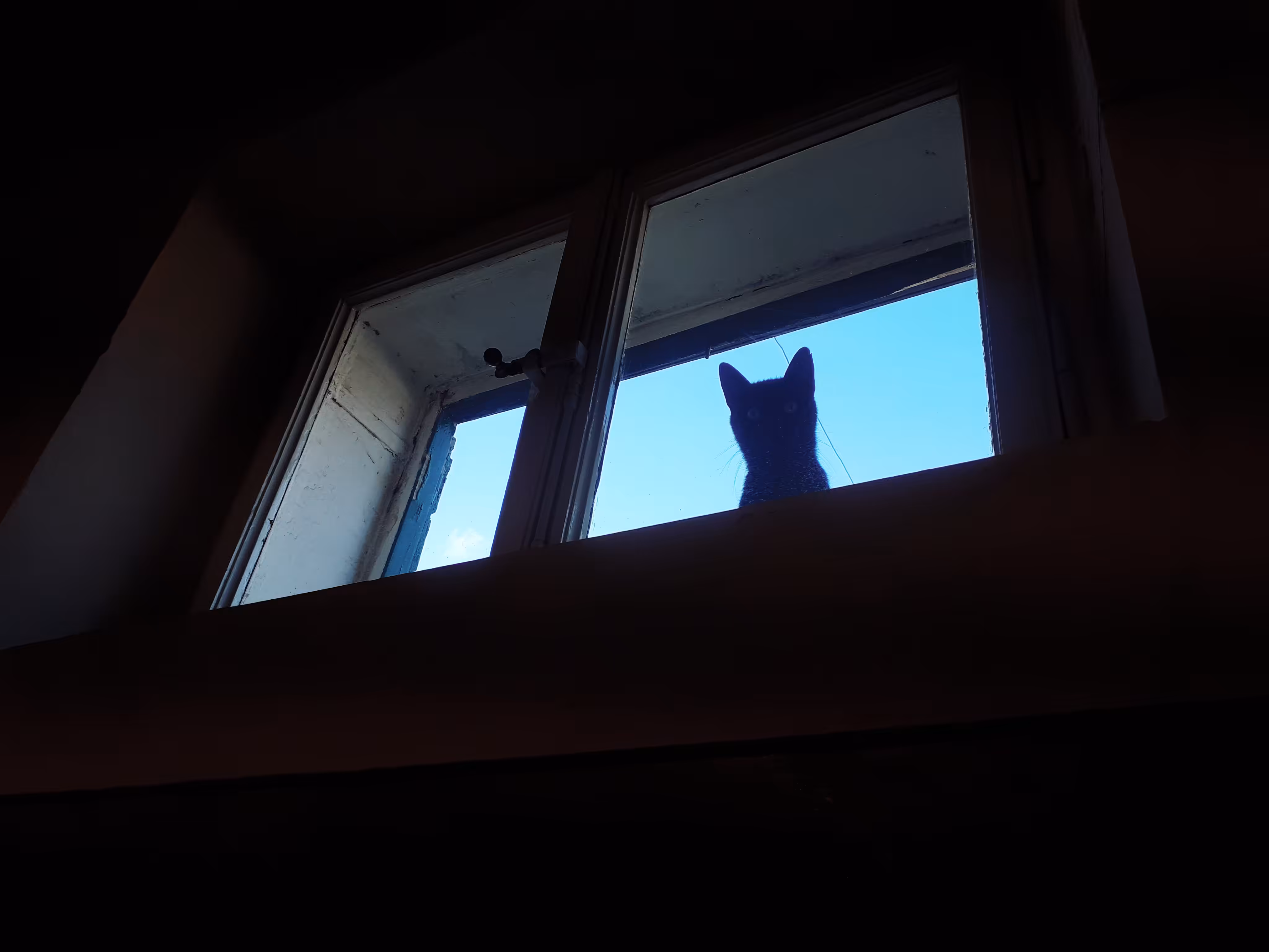 cat