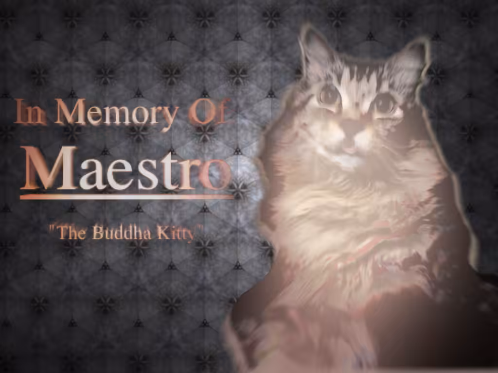 In Memory of Maestro, "The Buddha Kitty"