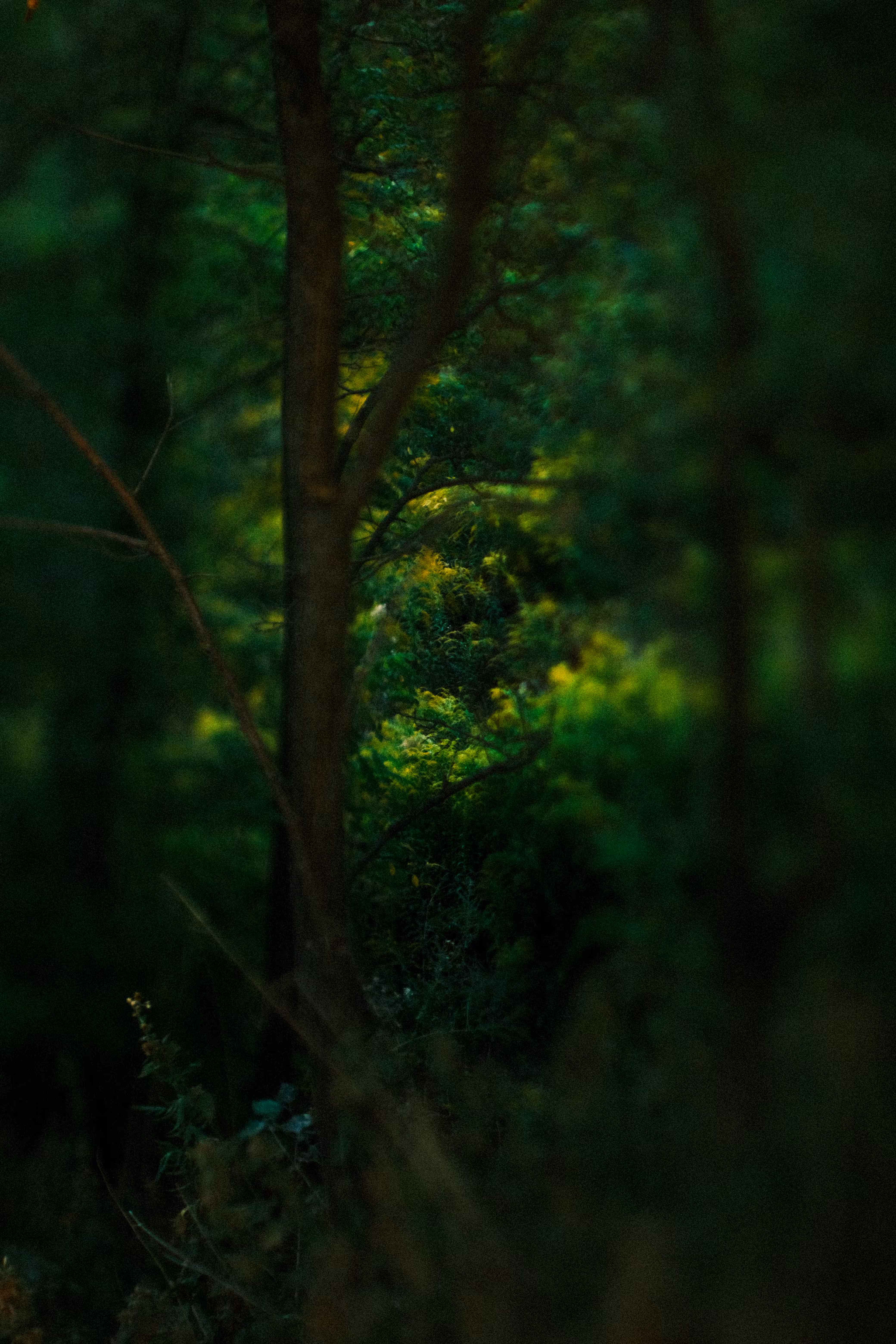 The Mystery Of The Forest
