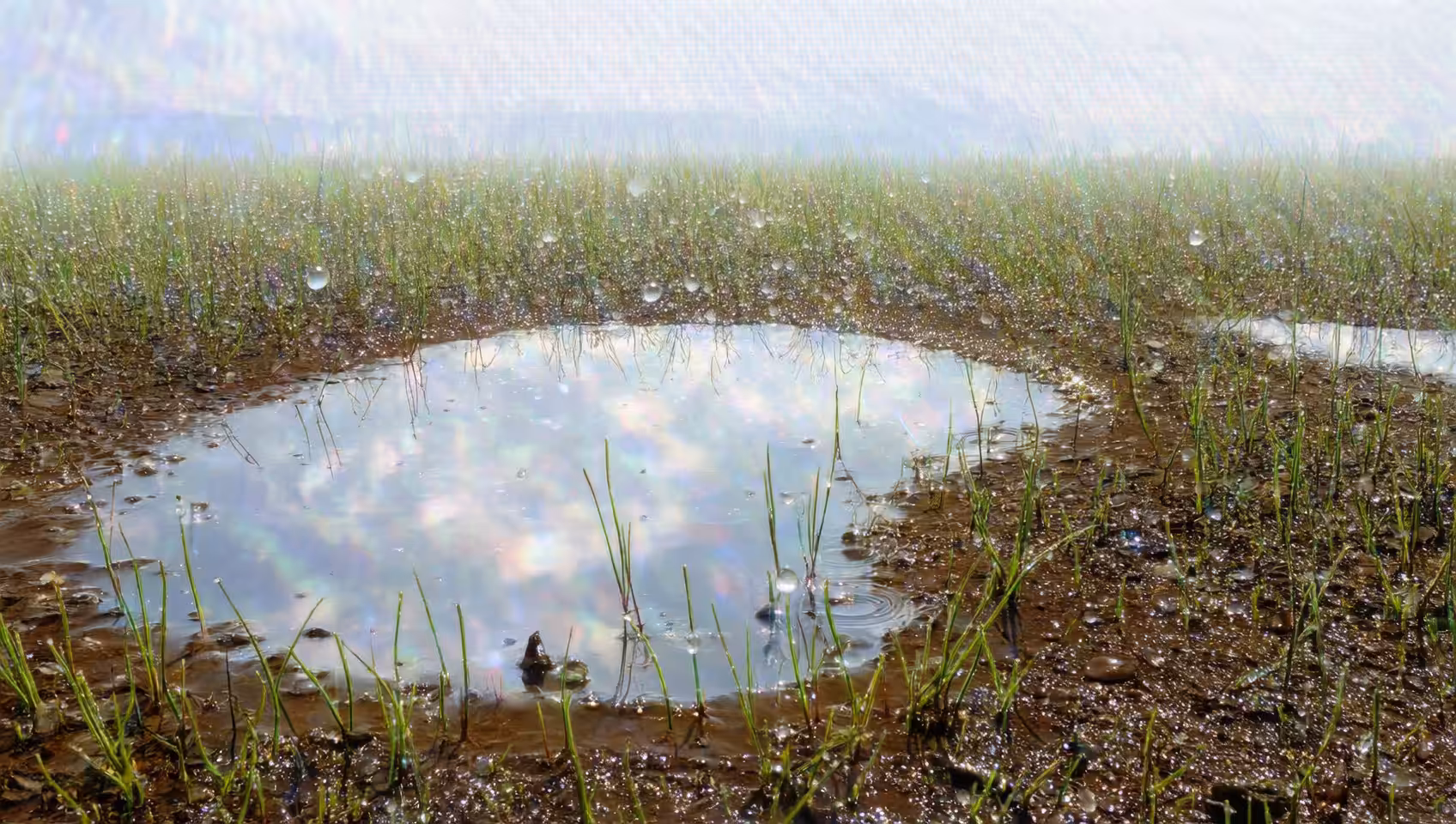 Impressionism Spring: Spring impressionism (6)