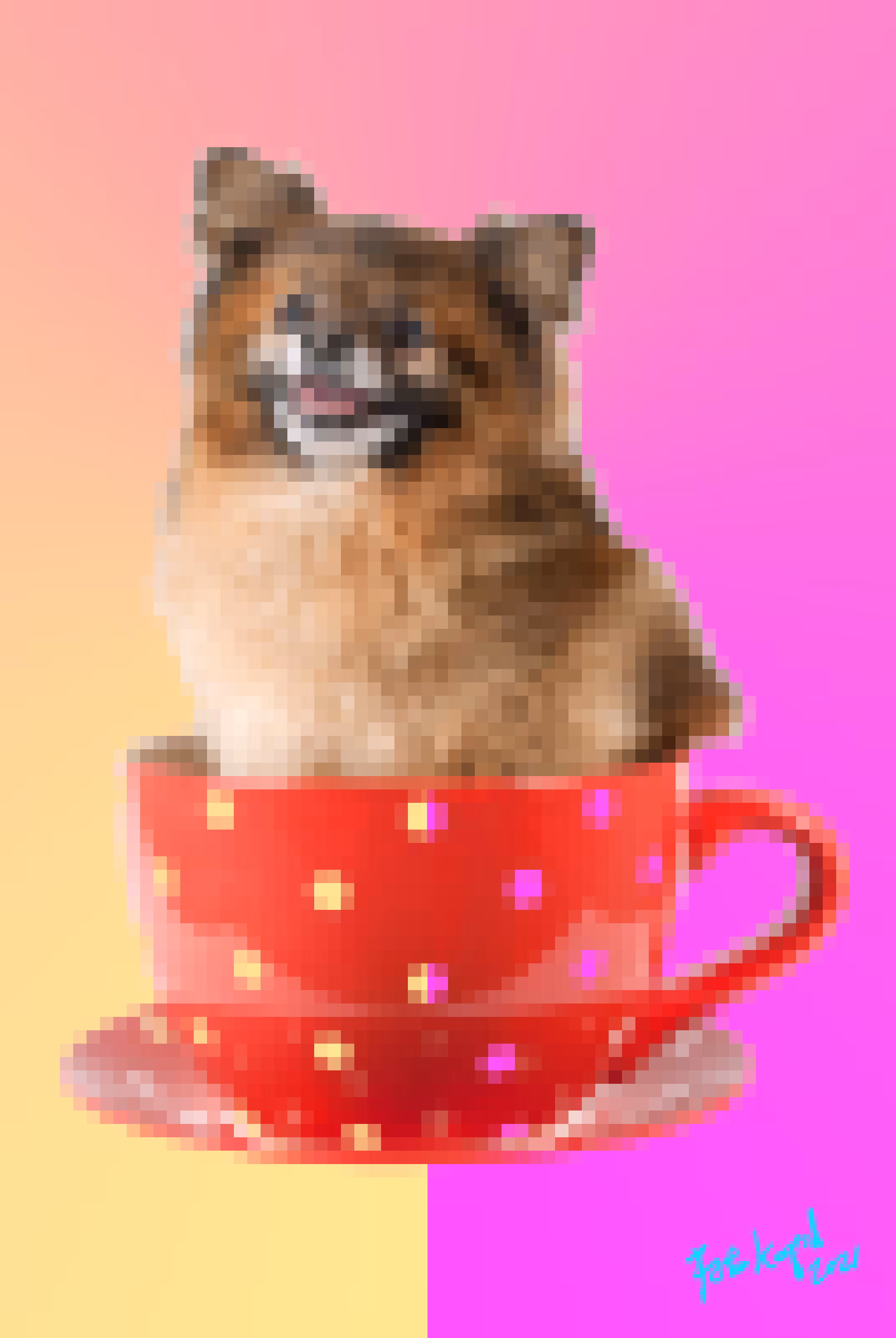 A Pom in a Teacup!