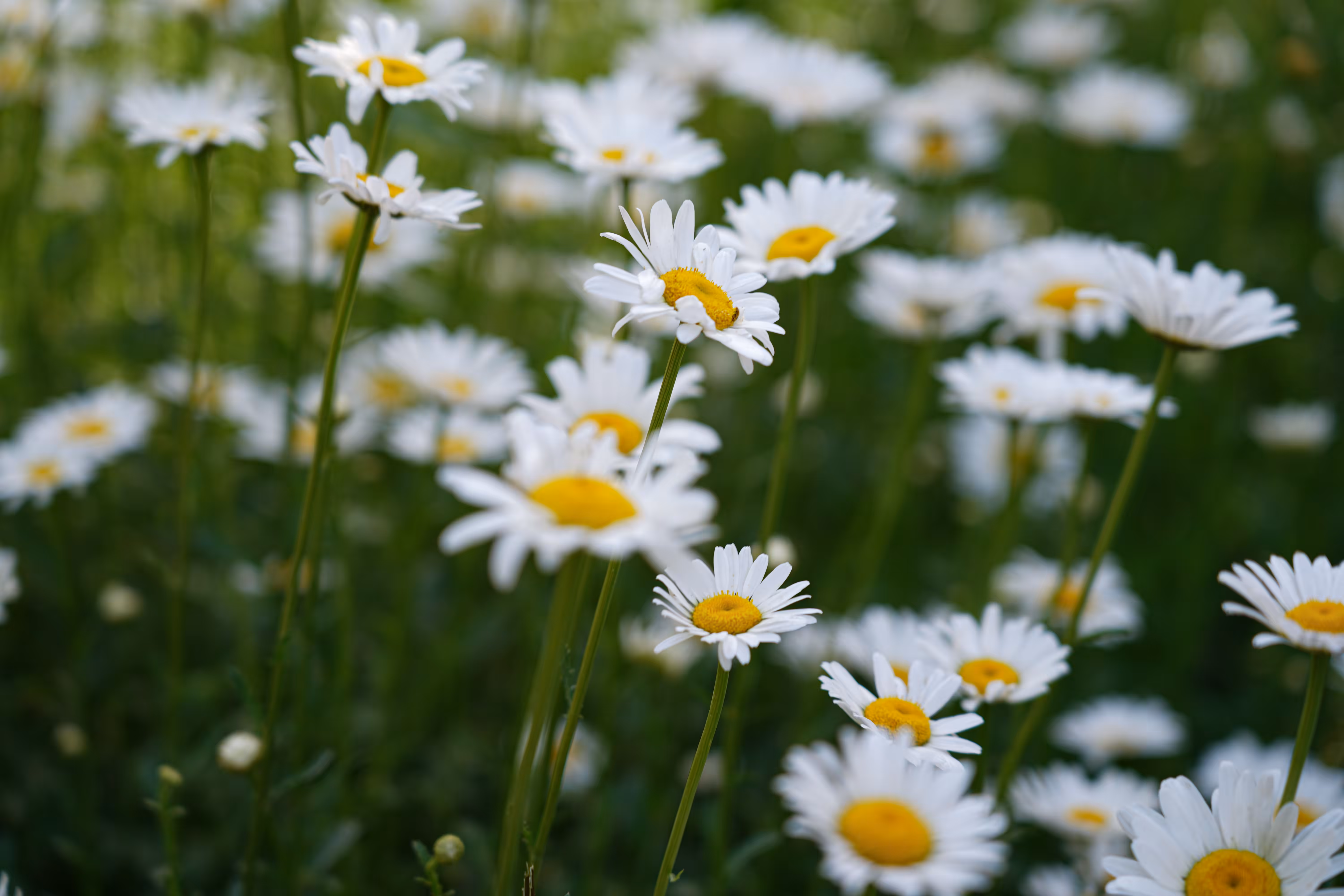 flowers: The Eyes of the Sun