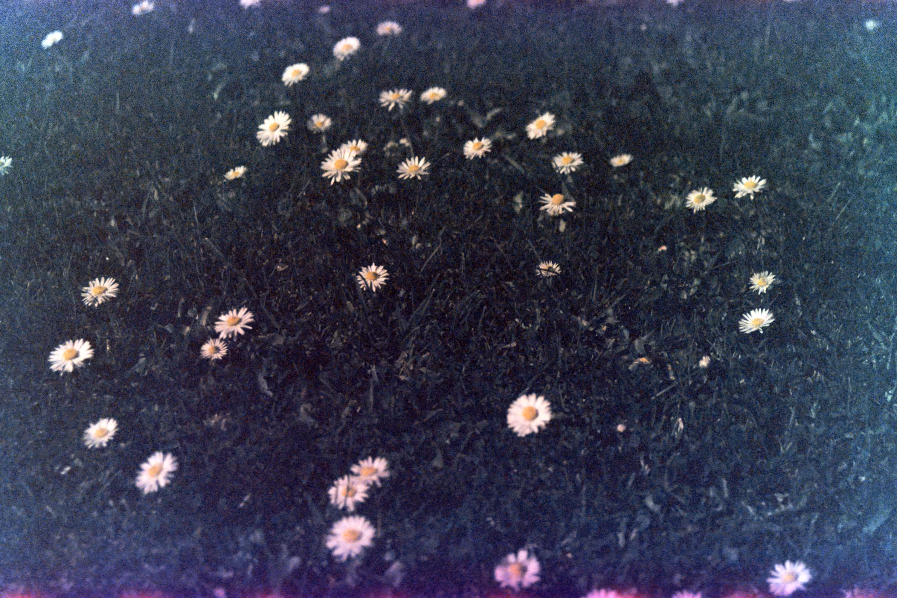 Grain Tissue