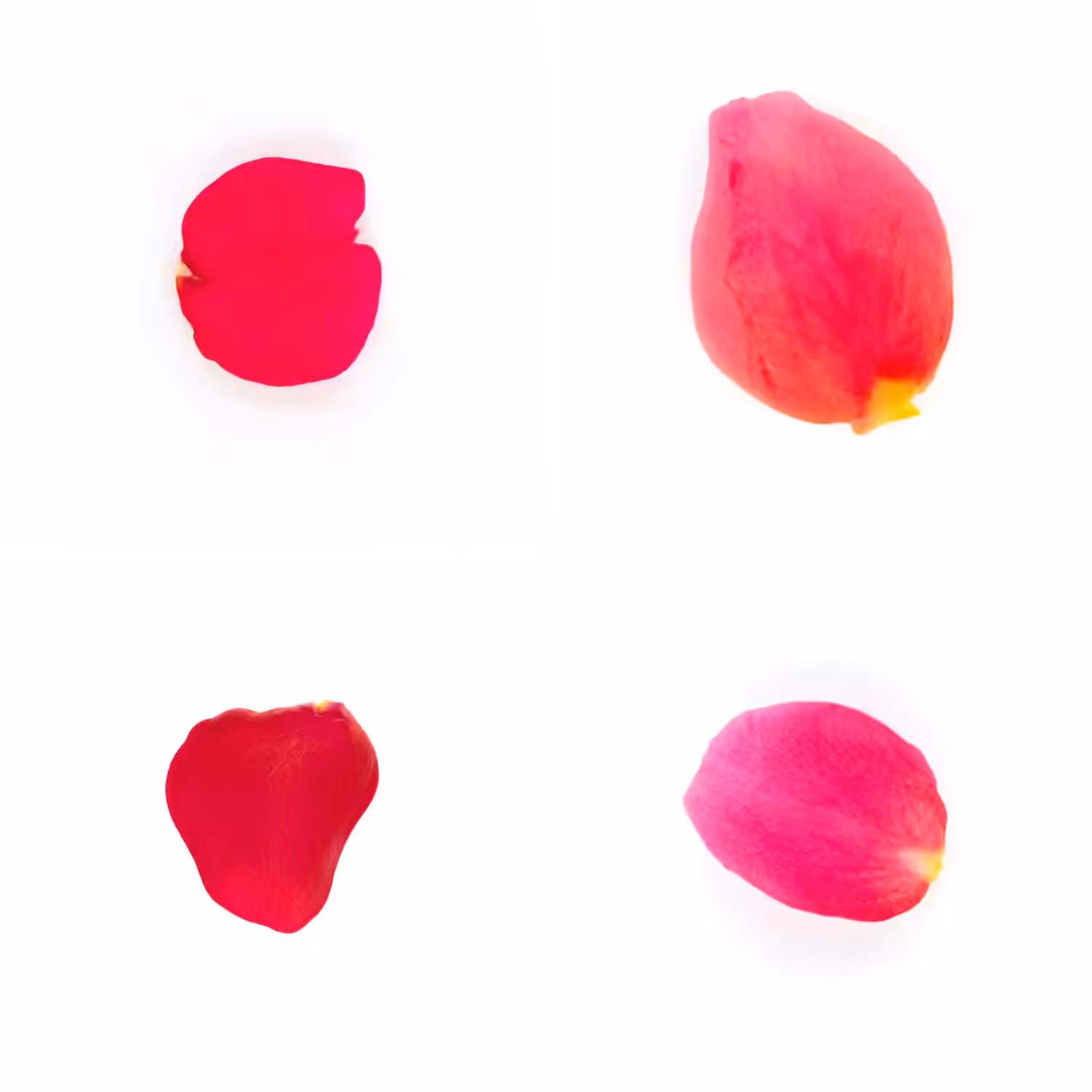Infinite Petals 2x2#3686