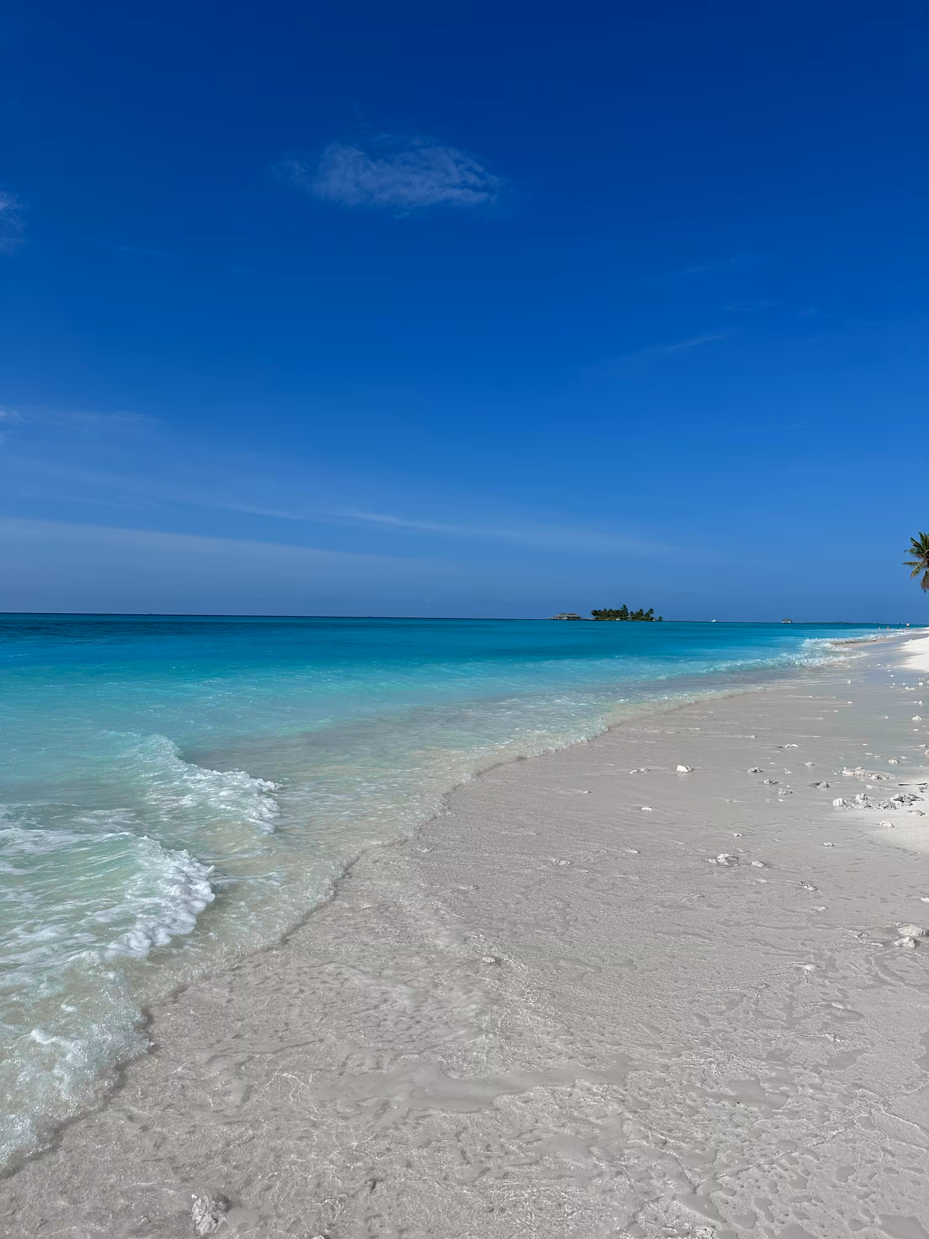 Paradise life