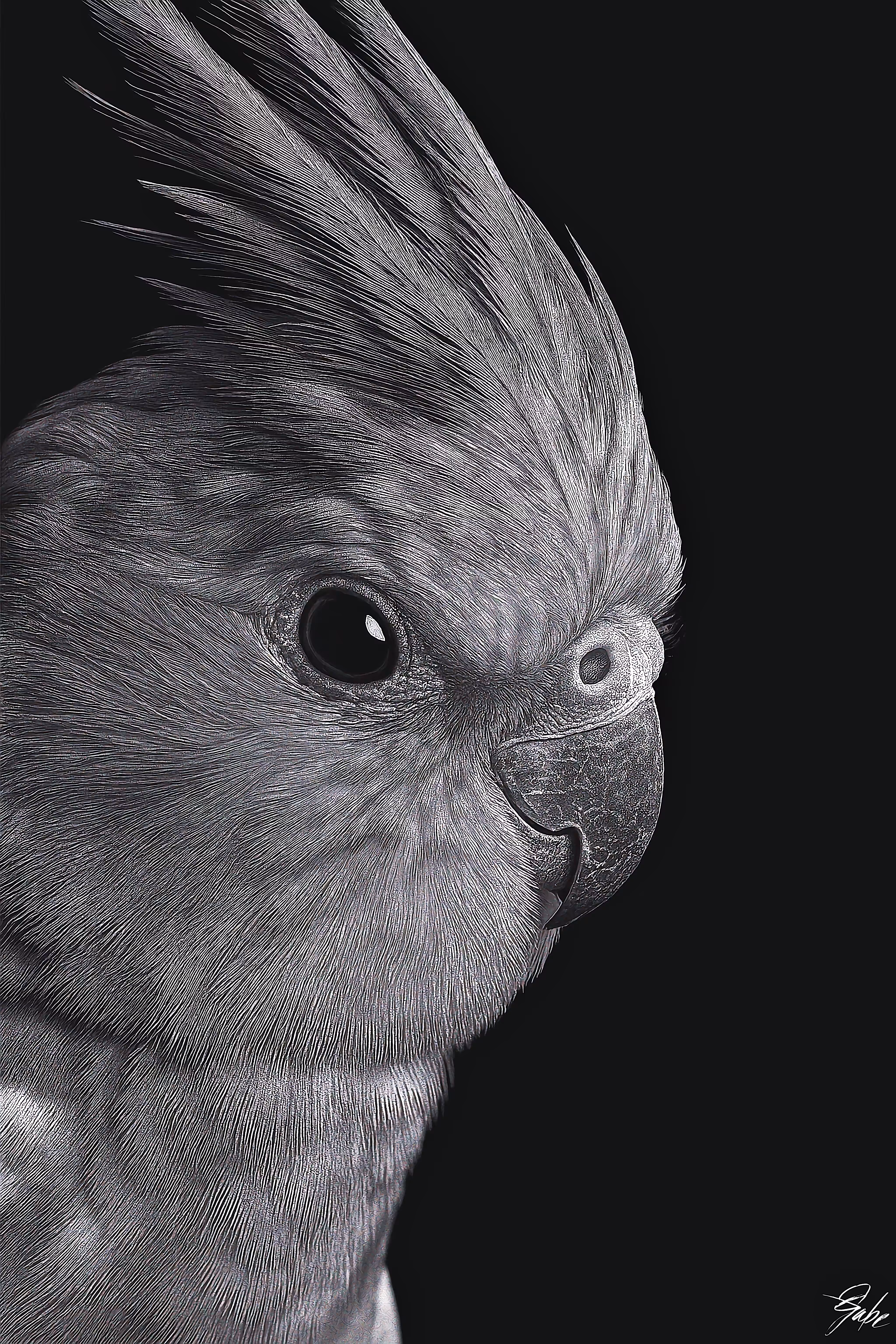 Winged Friend 