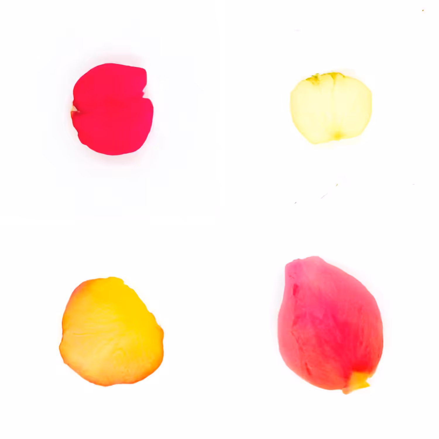 Infinite Petals 2x2#4014
