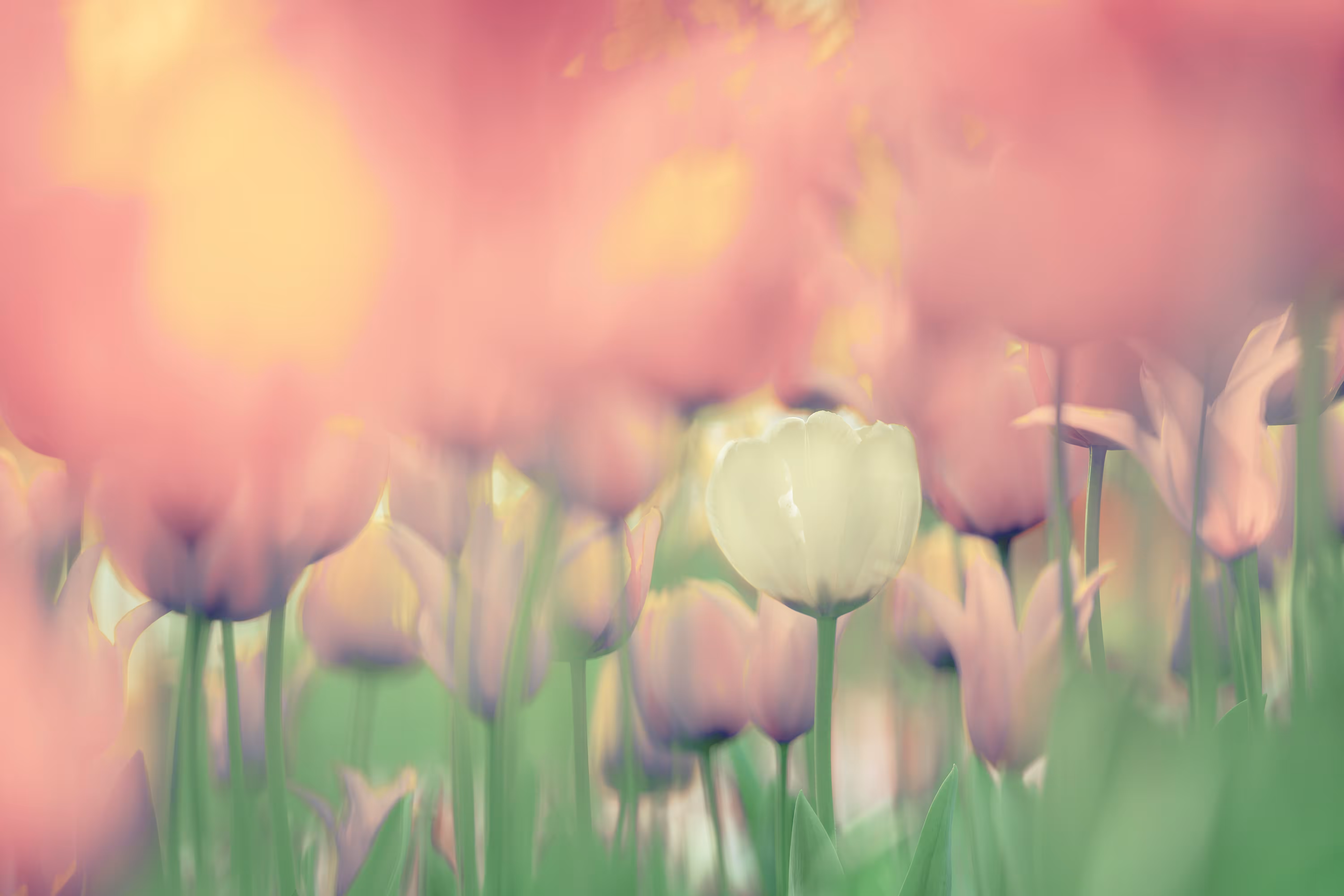Nostalgic Tulips