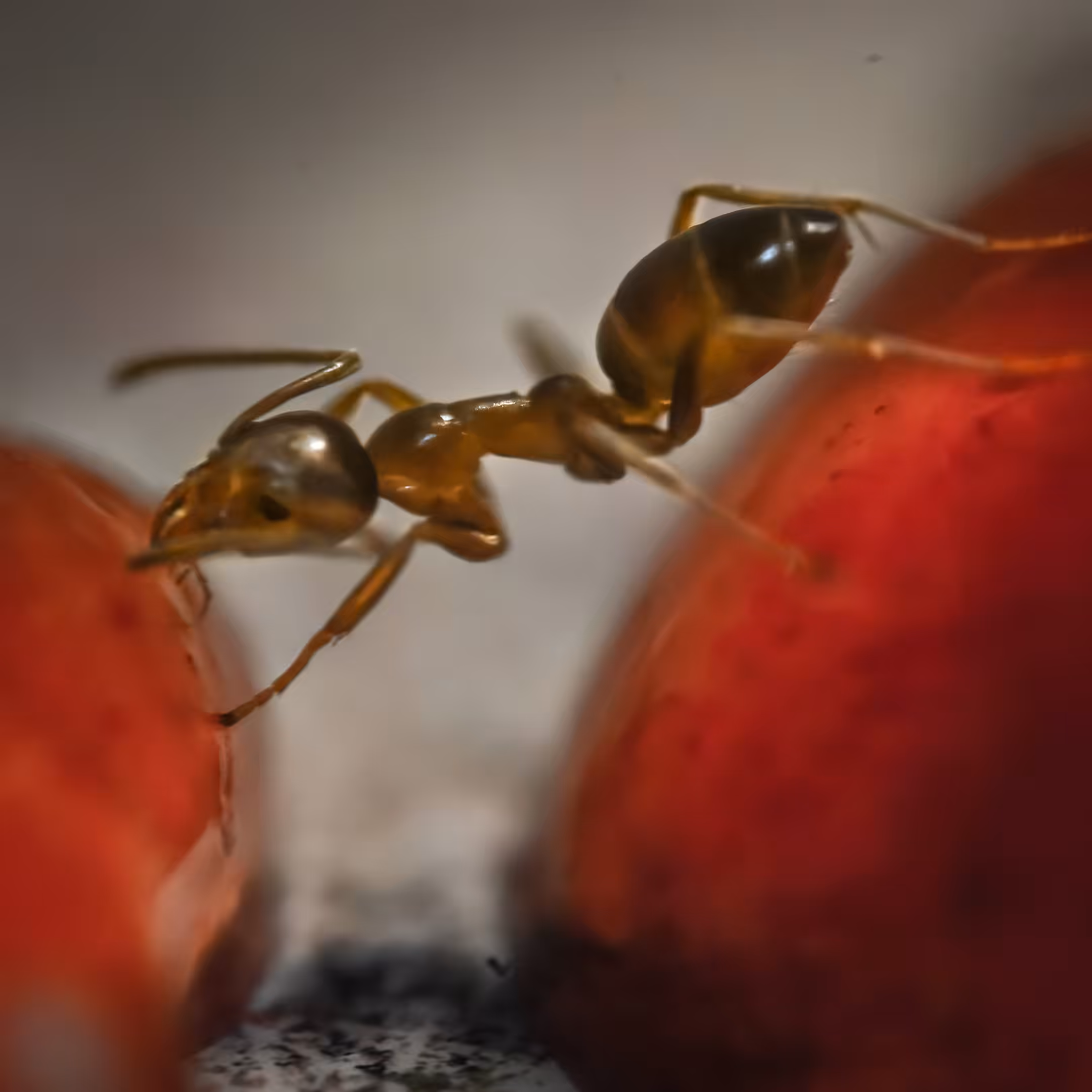 The tightrope walker ant
