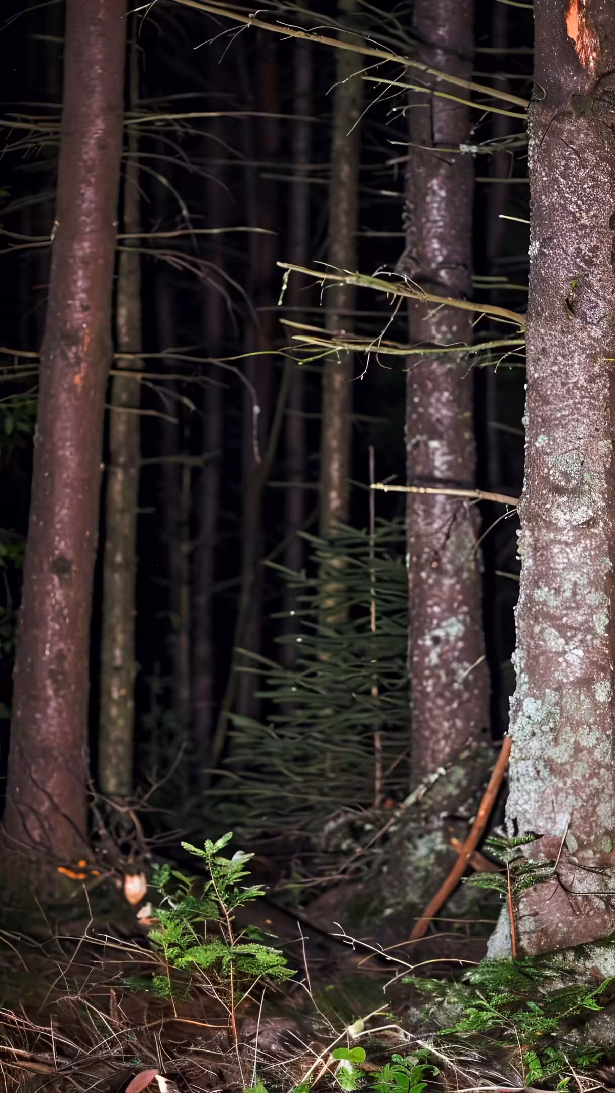 Bengt Tibert - Tree