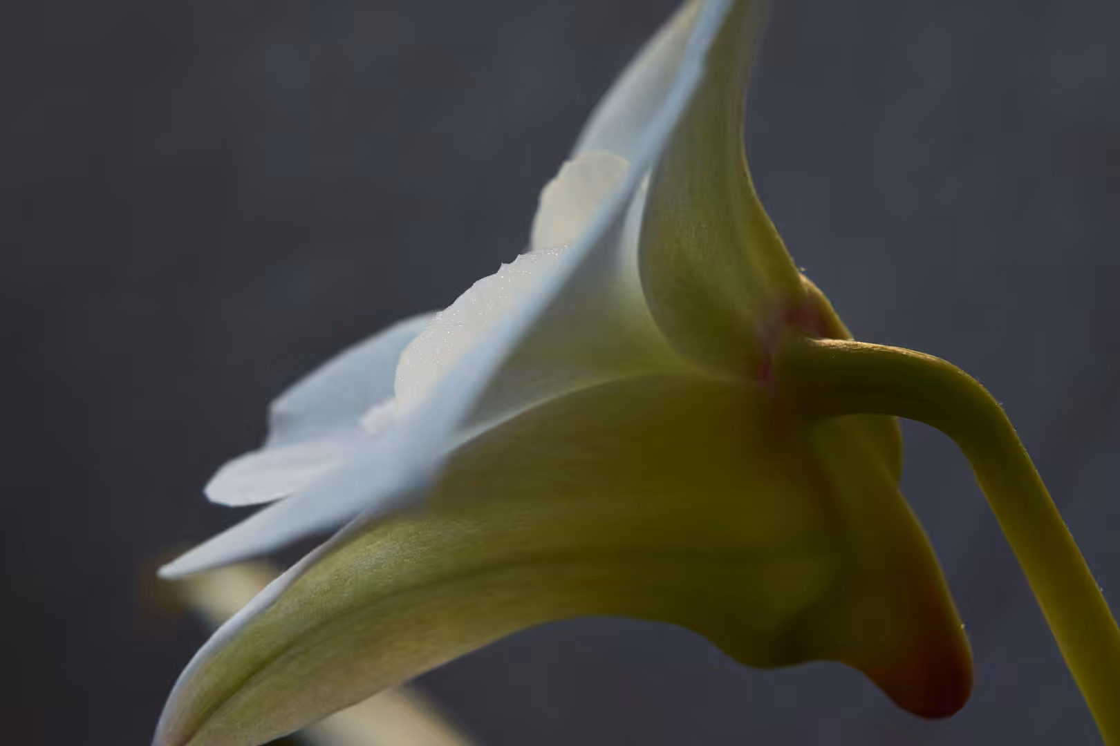 Orchid blooming in spring