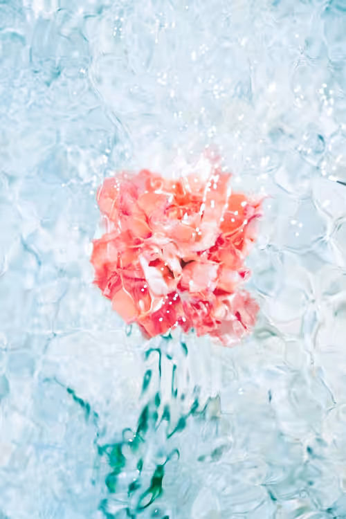 Ascend Carnation