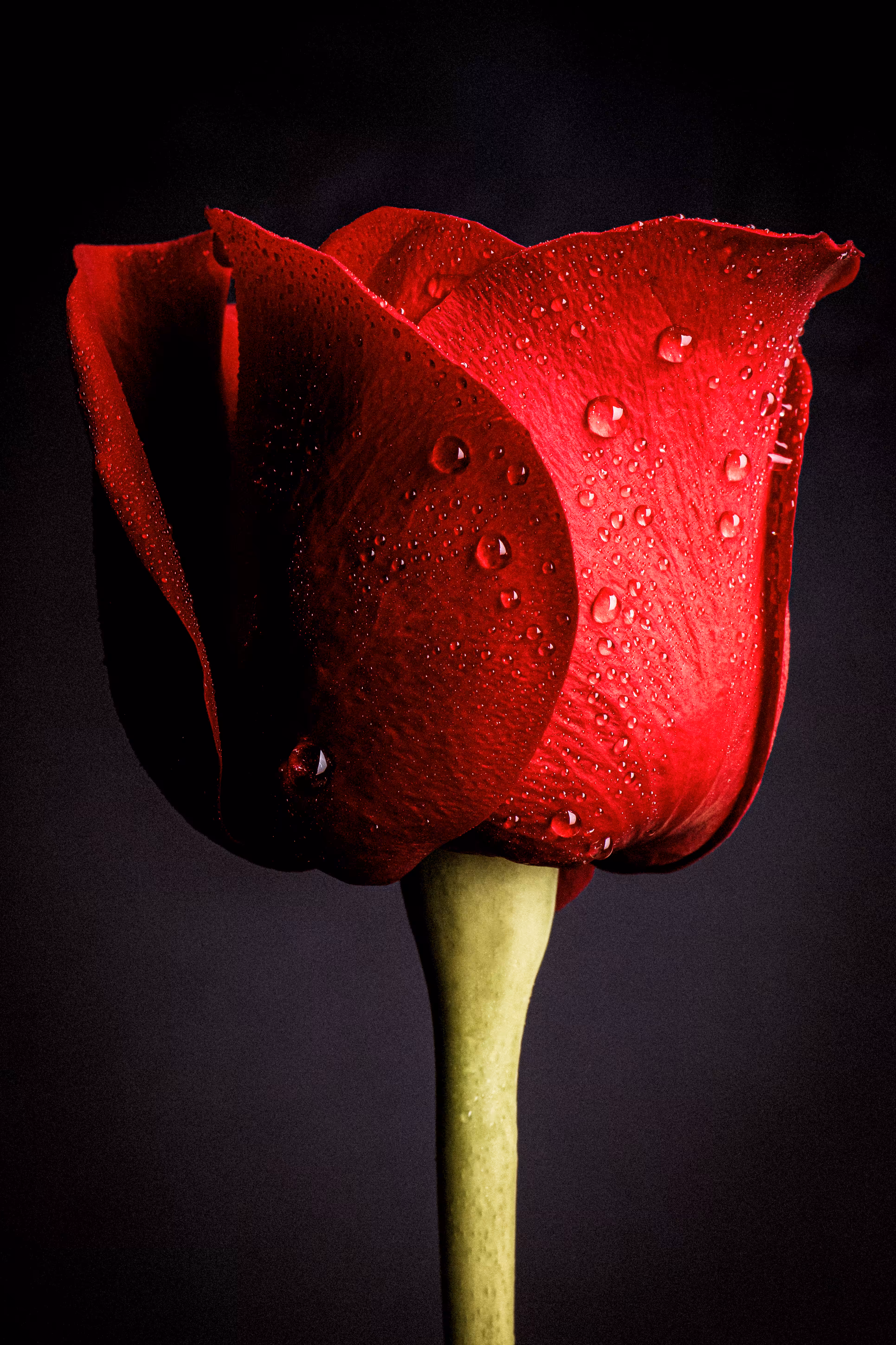 Language of Flora