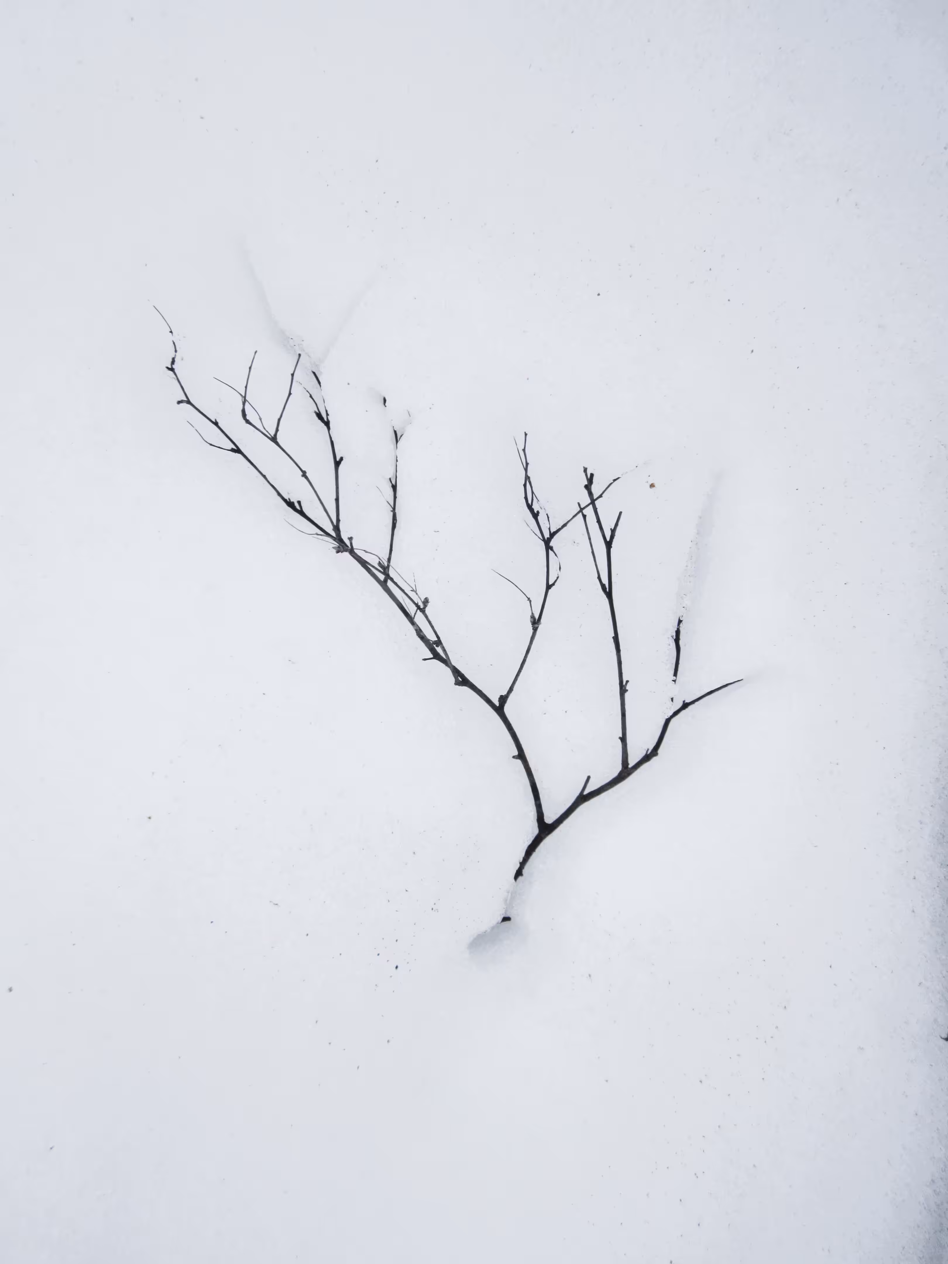 Photos: A birch twig in the snow