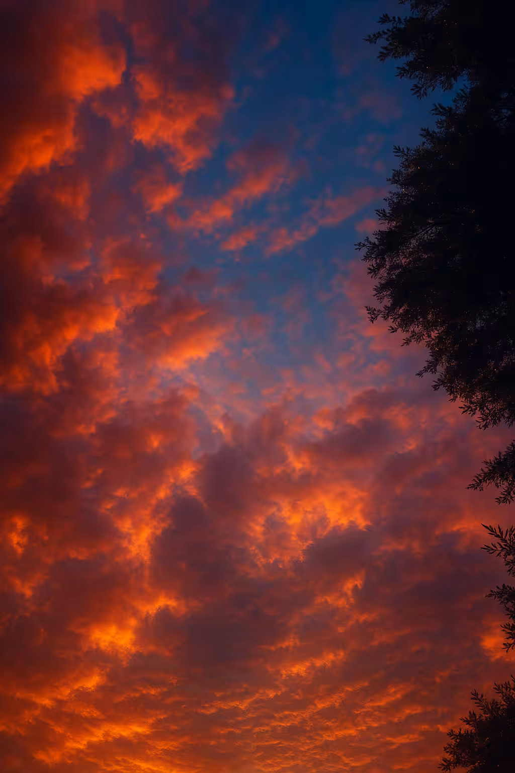 Sun in the red wine 