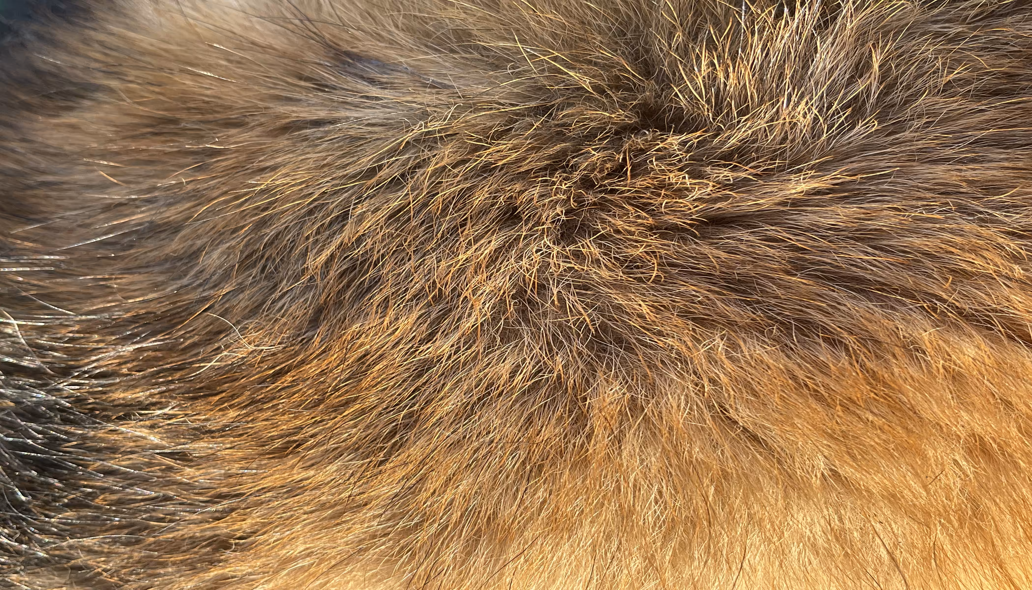 The Furs of Bella #6