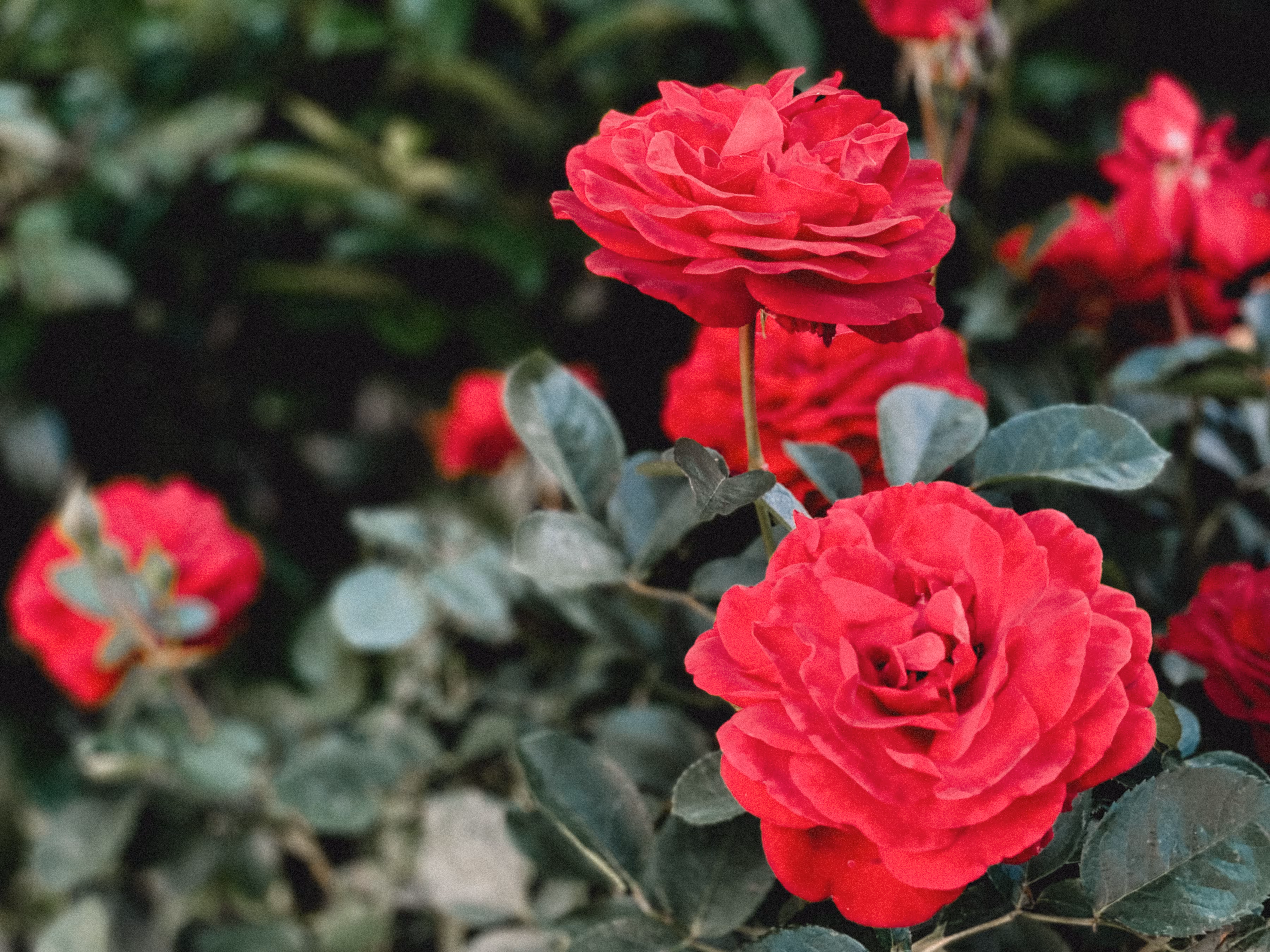 Roses Are Red