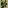 Formic Wars - Green