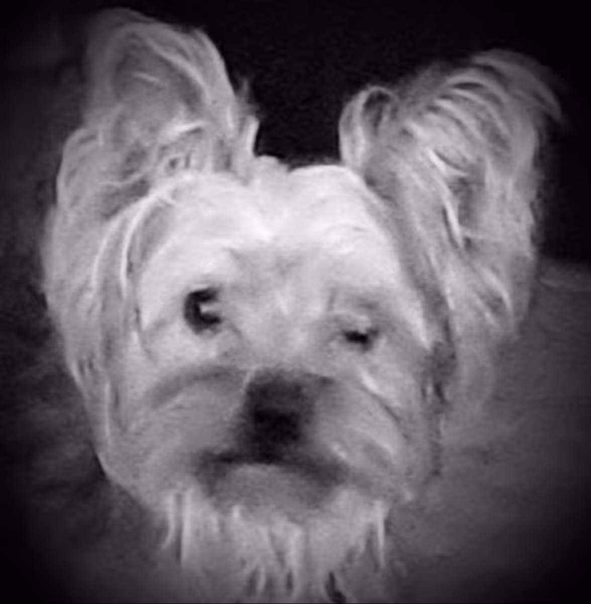 Dog #8