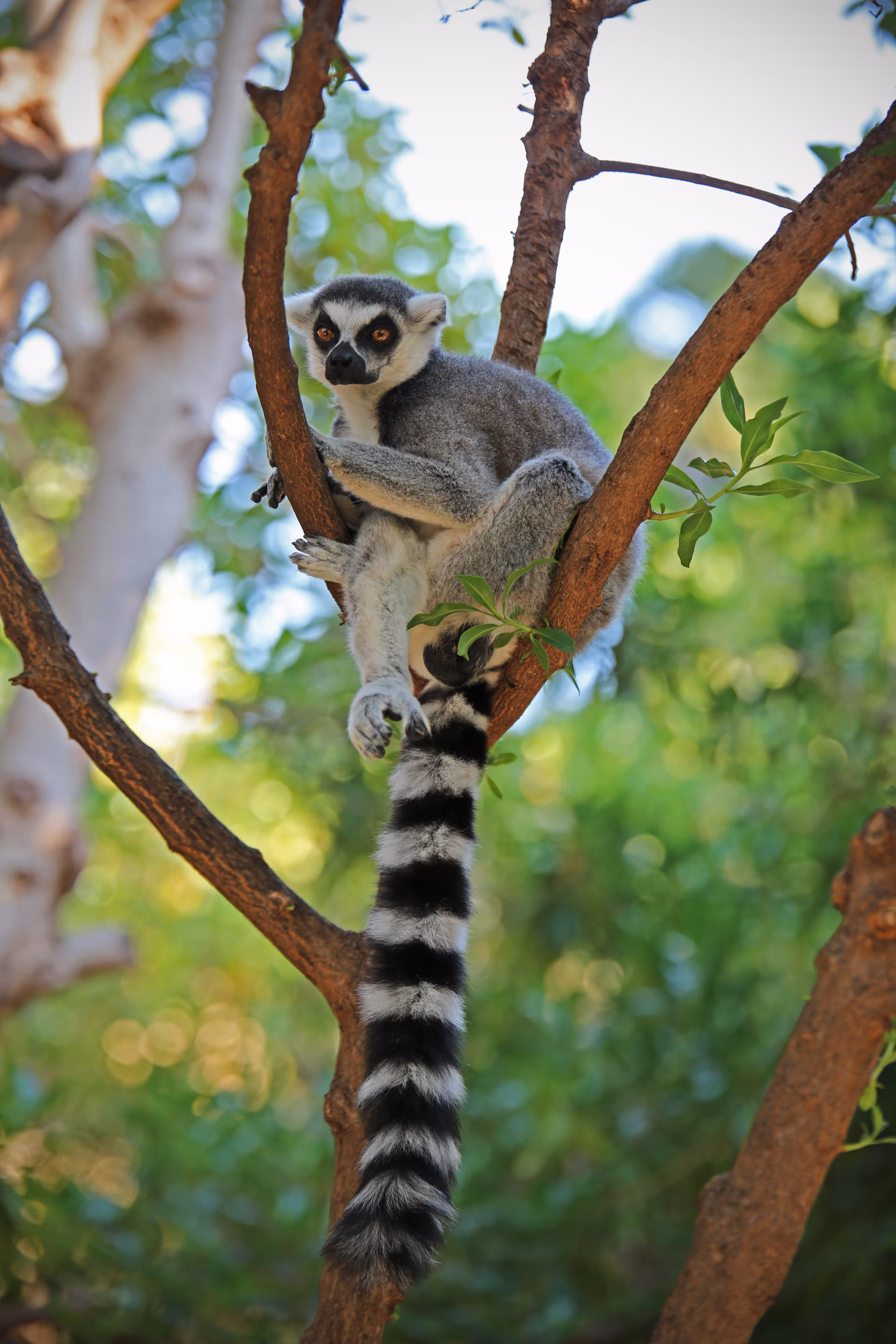 King Julien