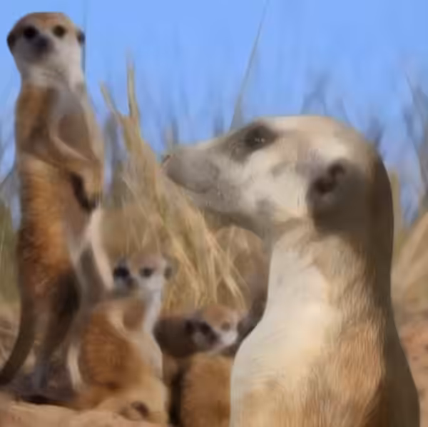 Animated Animals #07