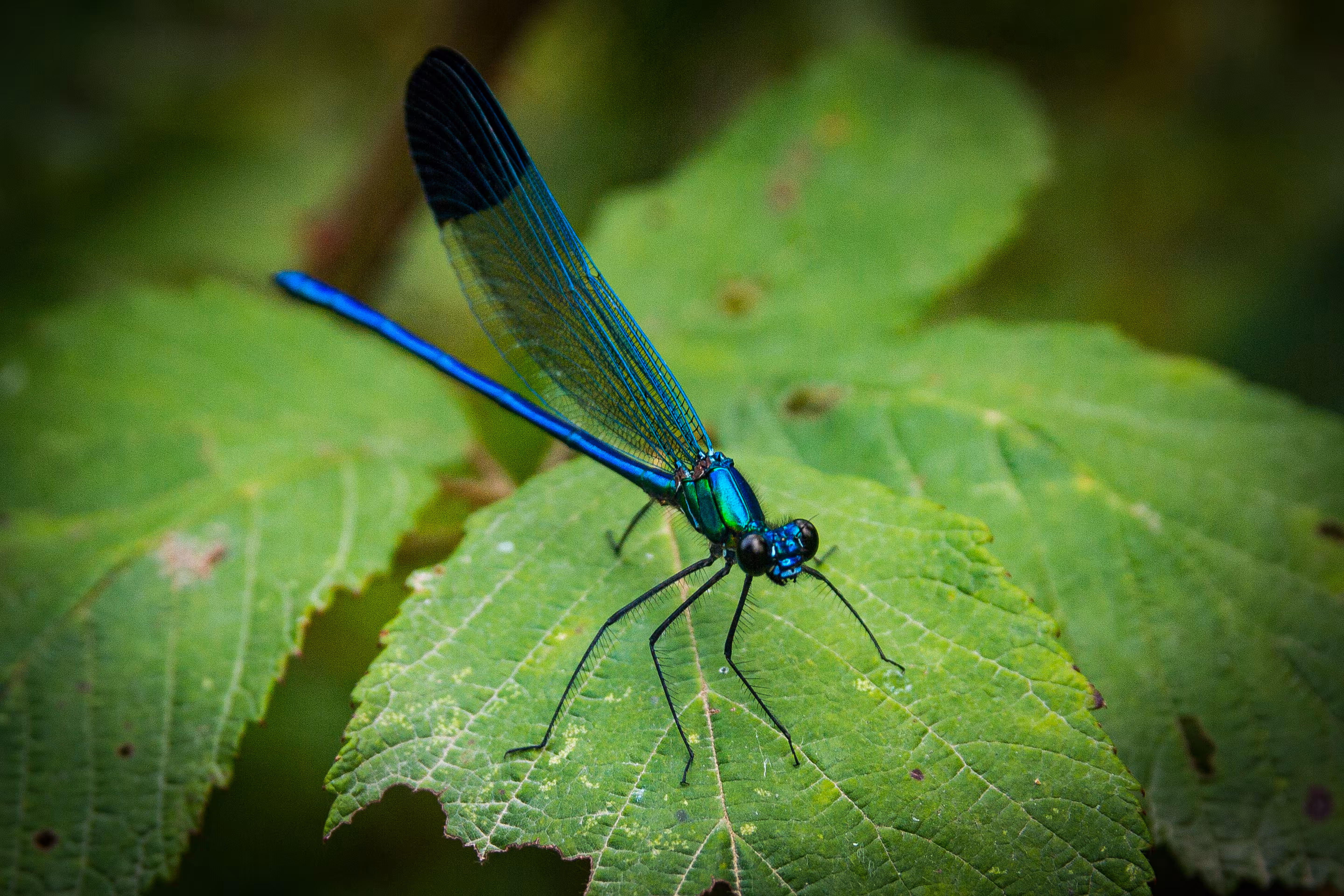 Dragonfly