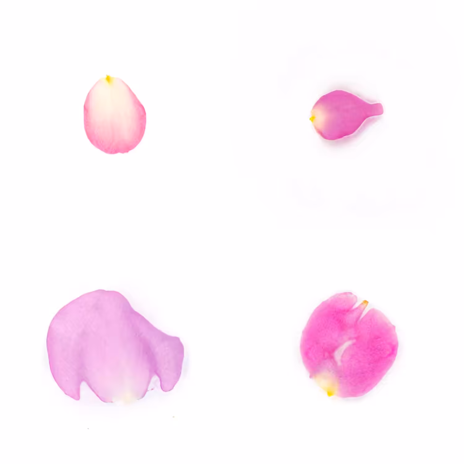 Infinite Petals 2x2#3538