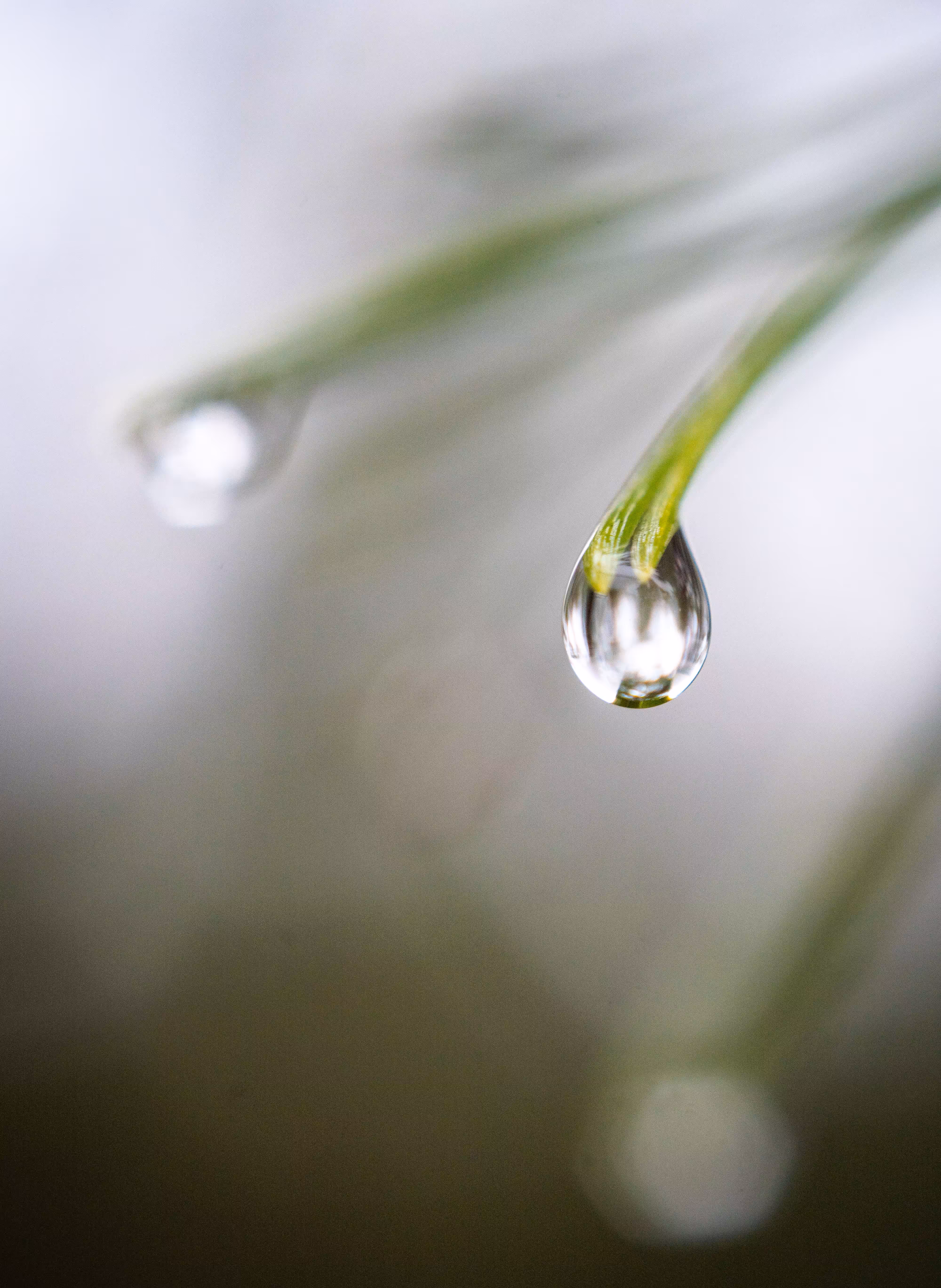 Resting Raindrops #11