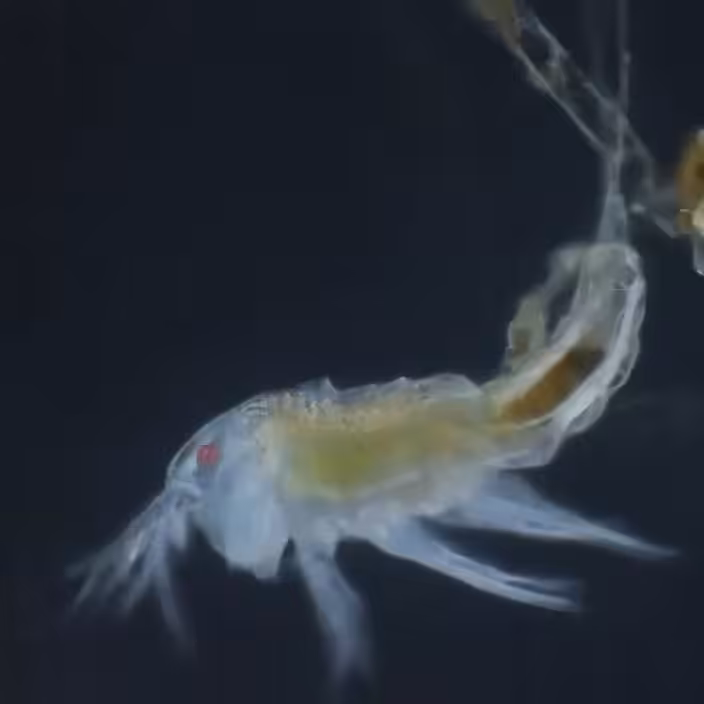JellyShrimp