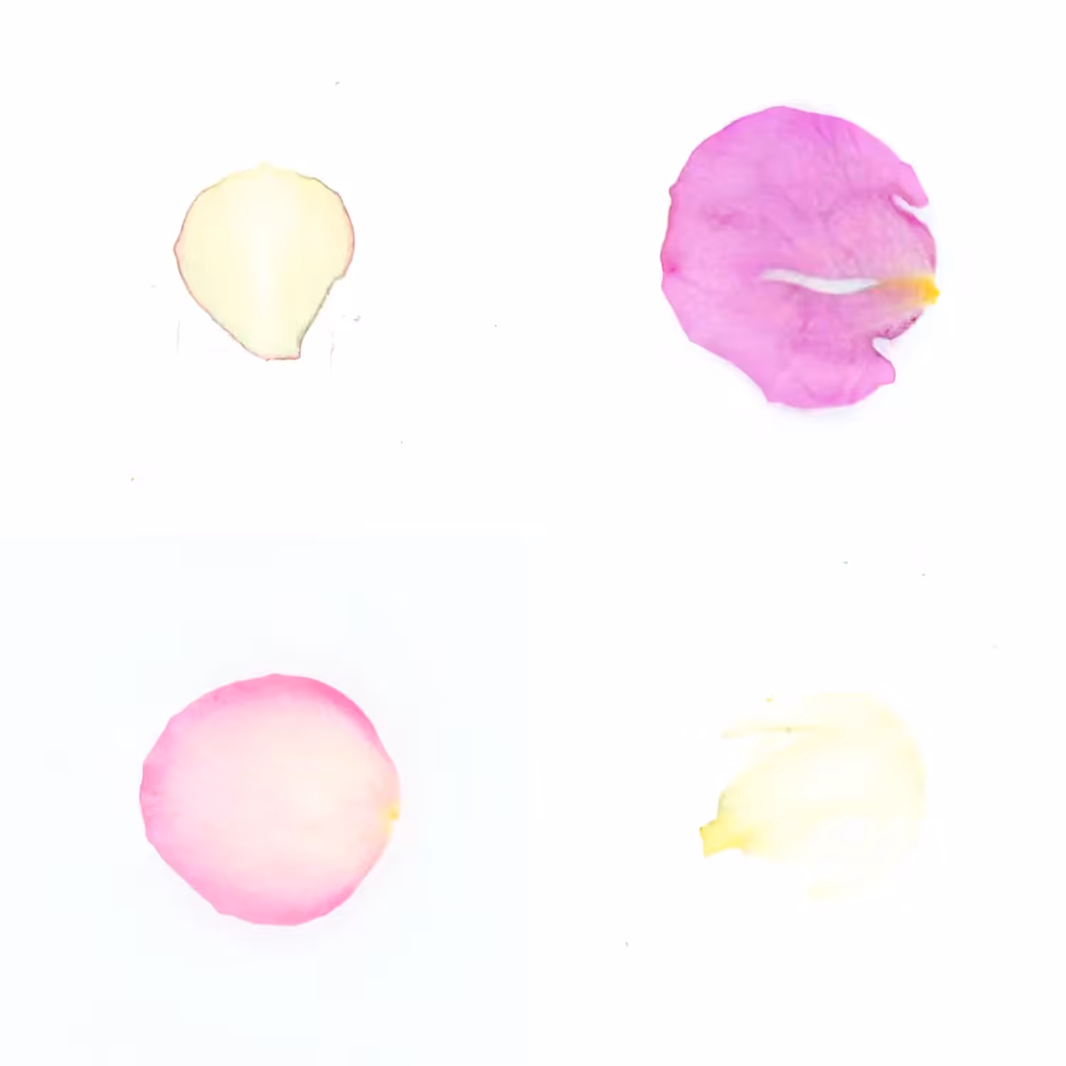 Infinite Petals 2x2#4162